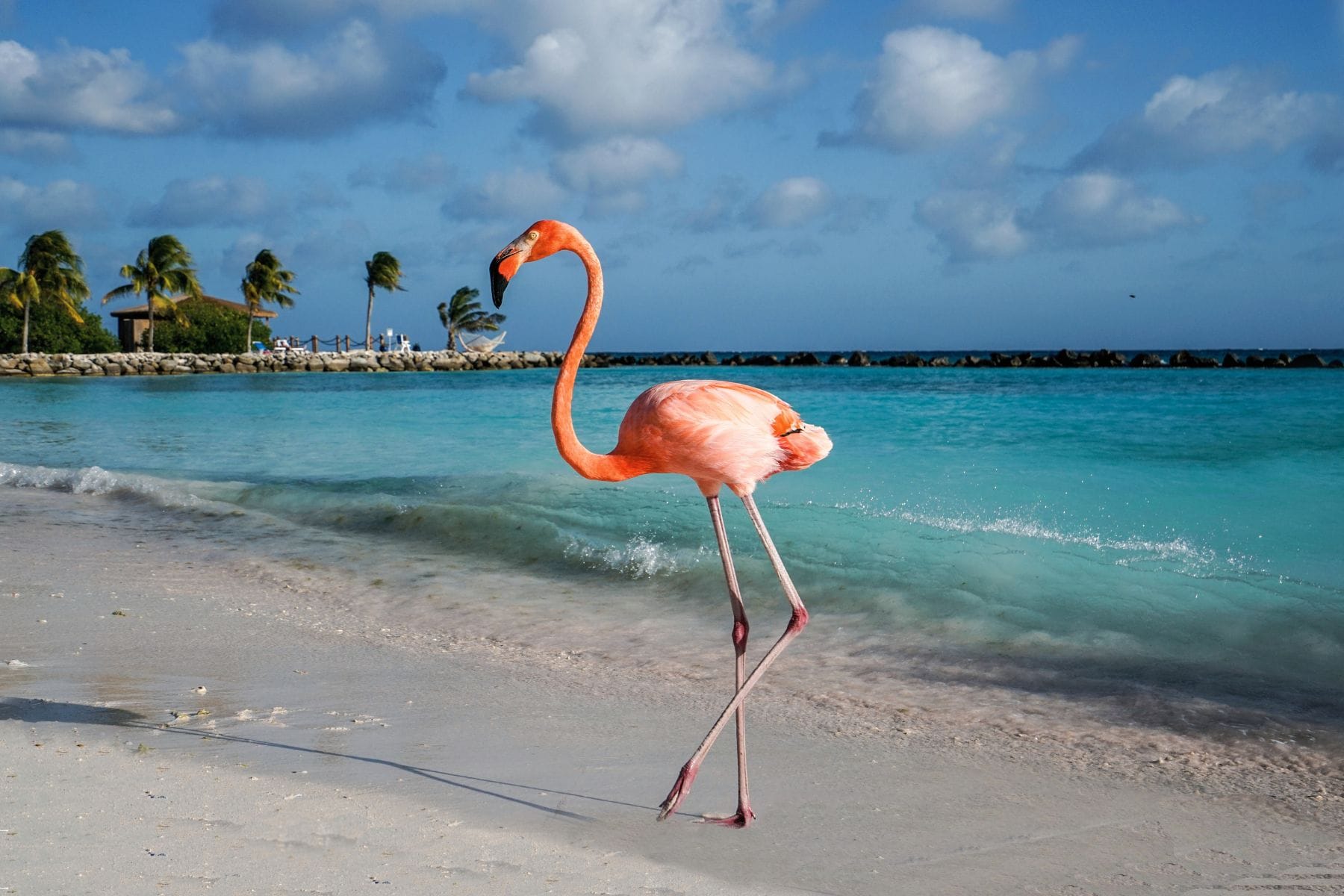 Birthday Trips Aruba