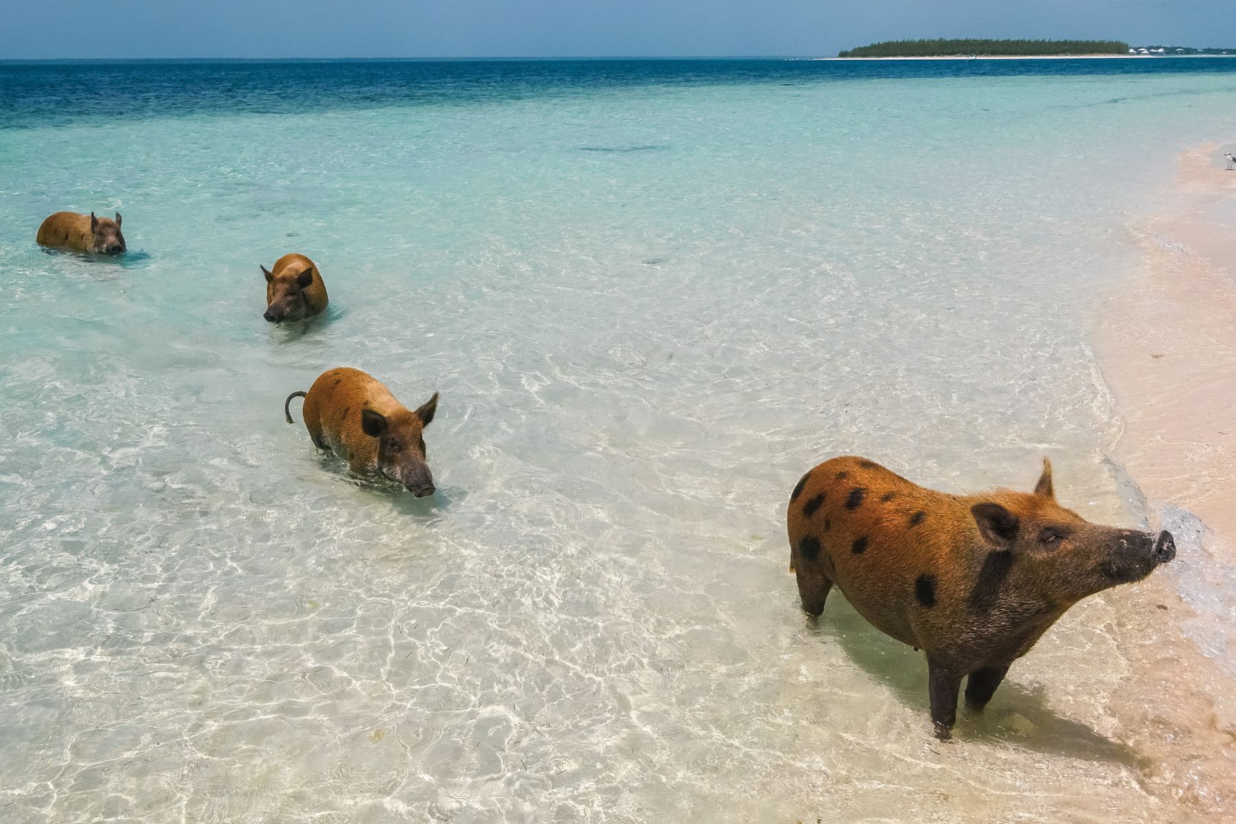 Birthday Trips Bahamas