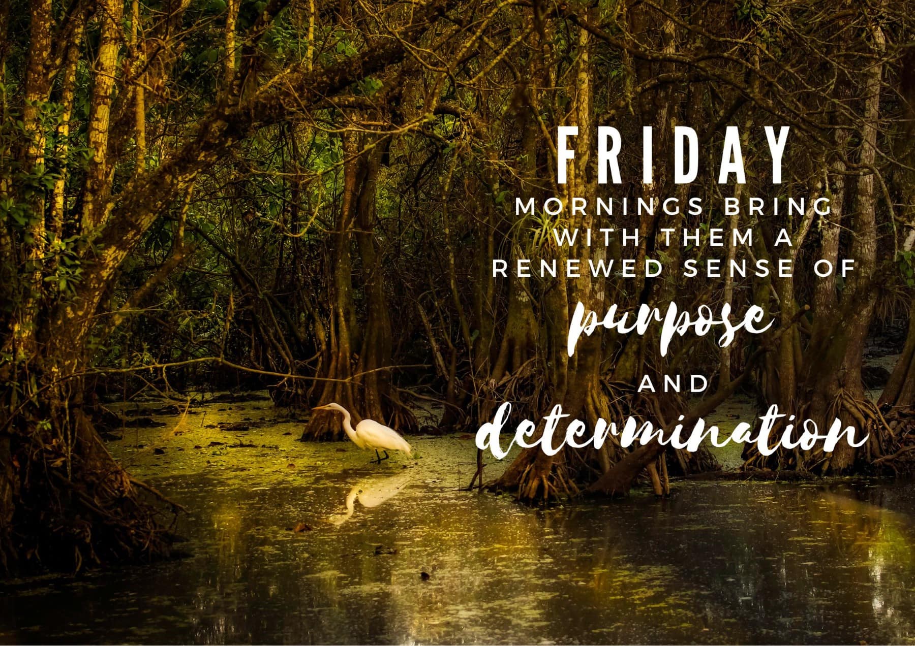 Friday Quotes Friday Mornings Bring With Them A Renewed Sense Of Purpose And Determination