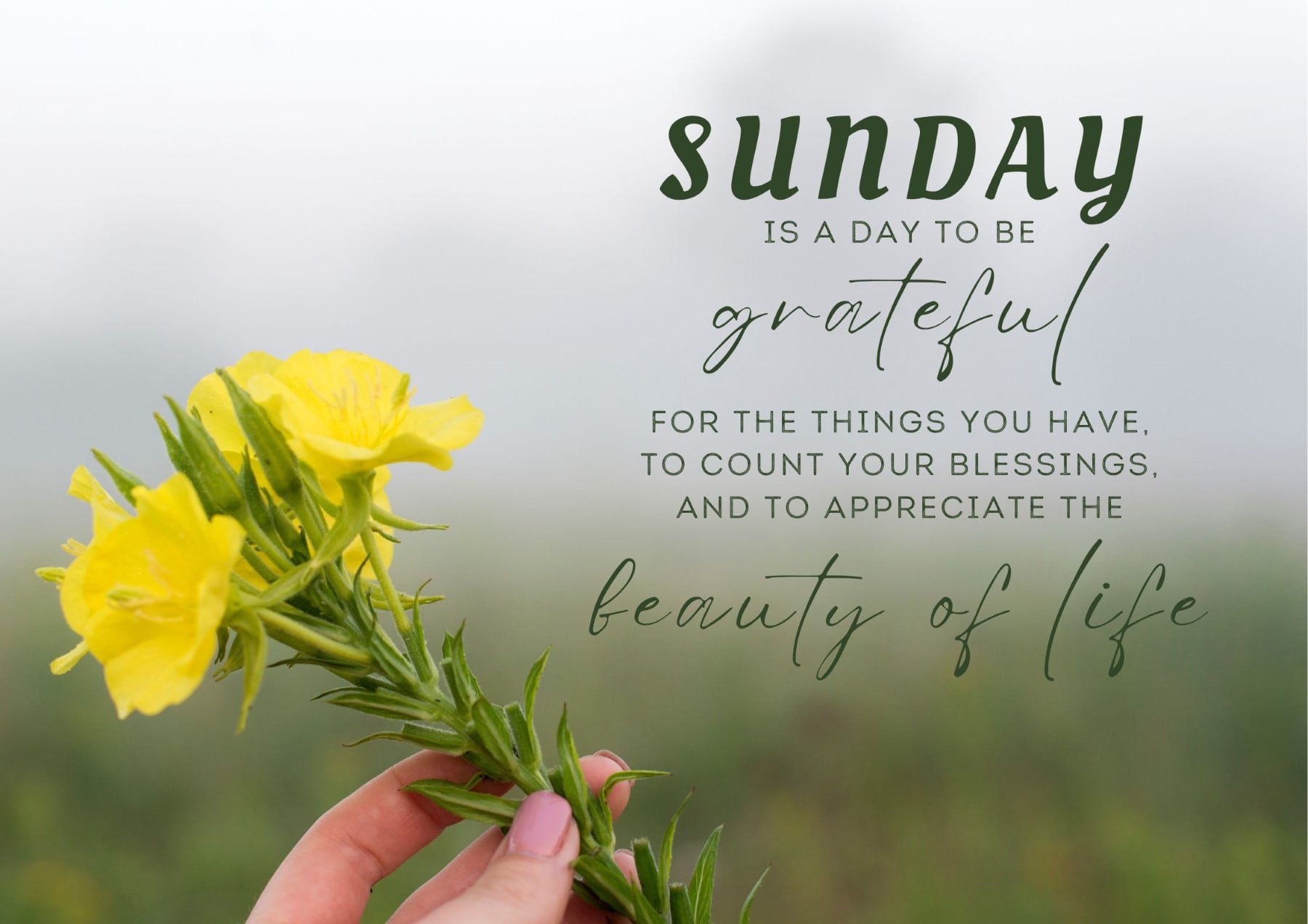 sunday-quotes-sunday-is-a-day-to-be-grateful-for-the-things-you-have-to-count-your-blessings-and-to-appreciate-the-beauty-of-life