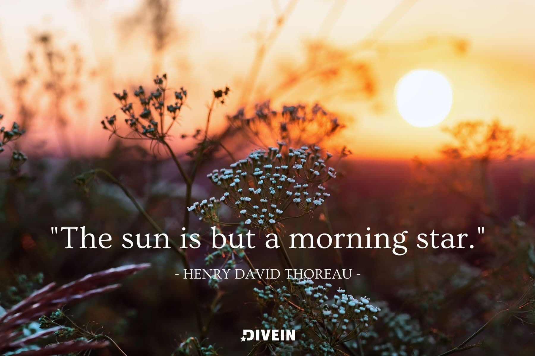 famous sunrise quote by henry david thoreau. the sun is but a morning star.