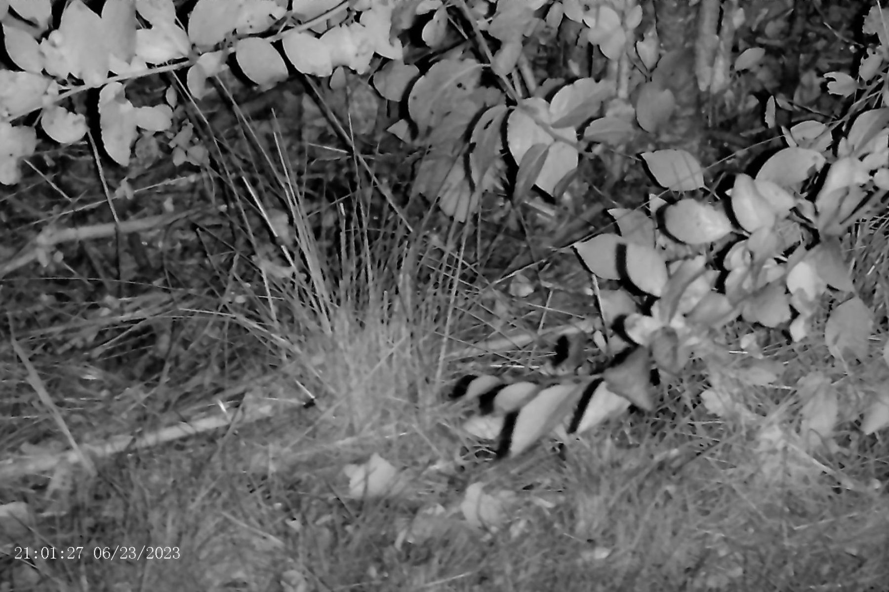 Apexel Digital Night Vision Leaves