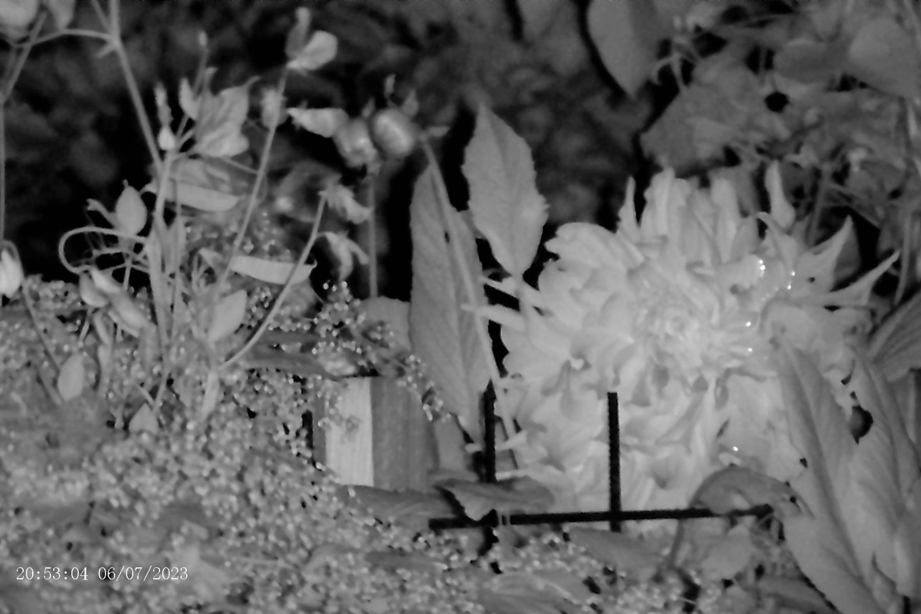 apexel-digital-night-vision-resolution