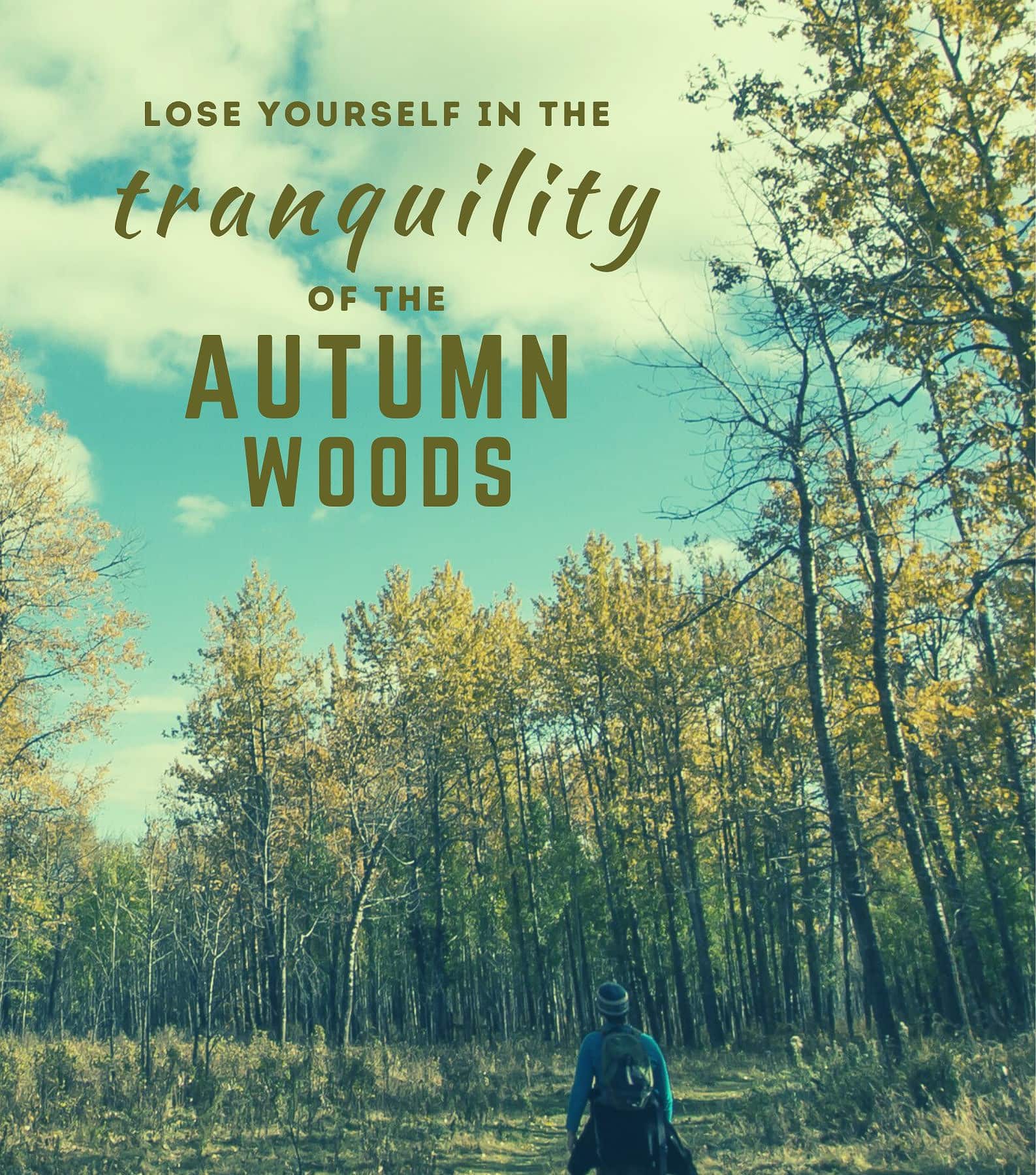 Fall Hiking Captions For Instagram. Lose yourself in the tranquility of the autumn woods.