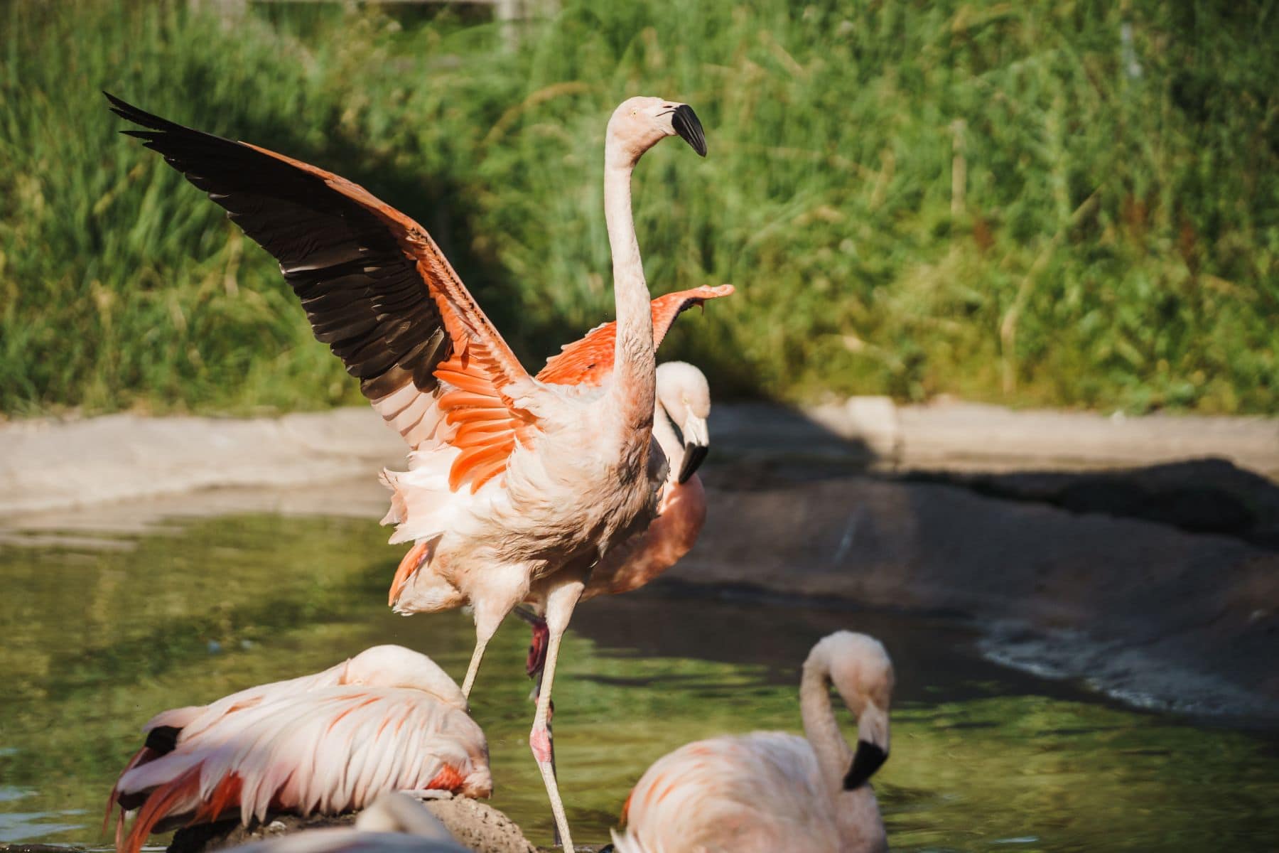 Tracy Aviary