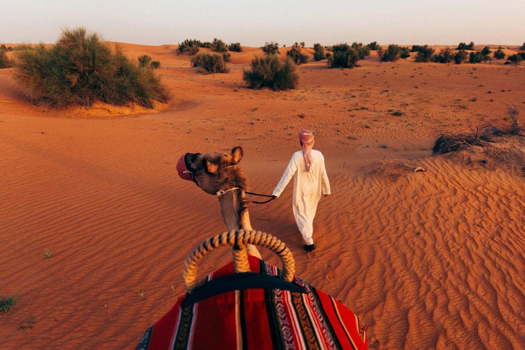 al-maha-dubai-camel