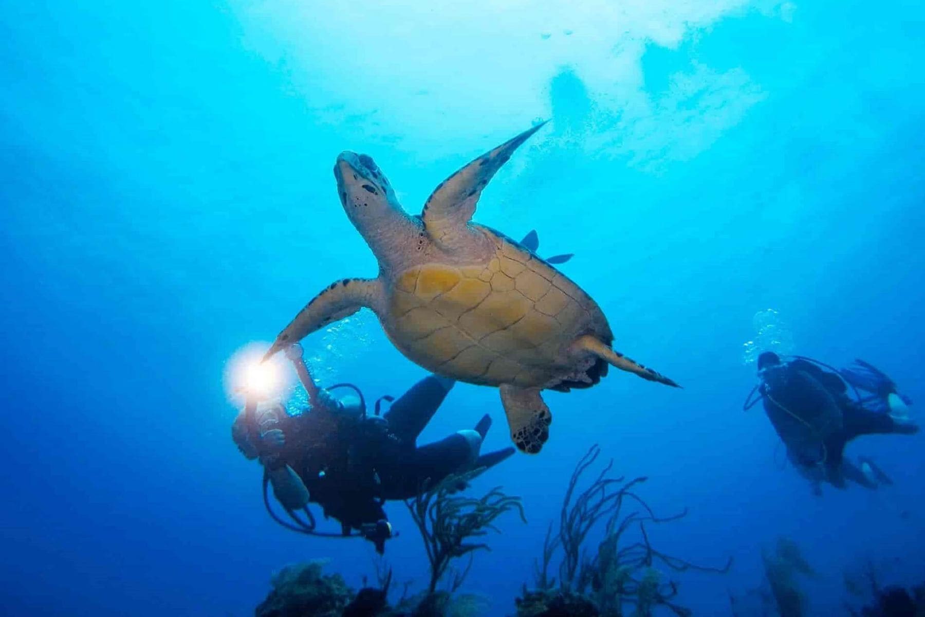 alaia-belize-an-autograph-collection-resort-turtle