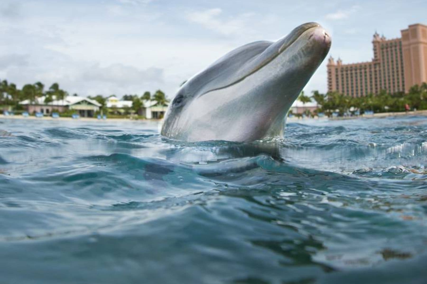 Swim With Dolphins And Enjoy Aquaventure Water Park