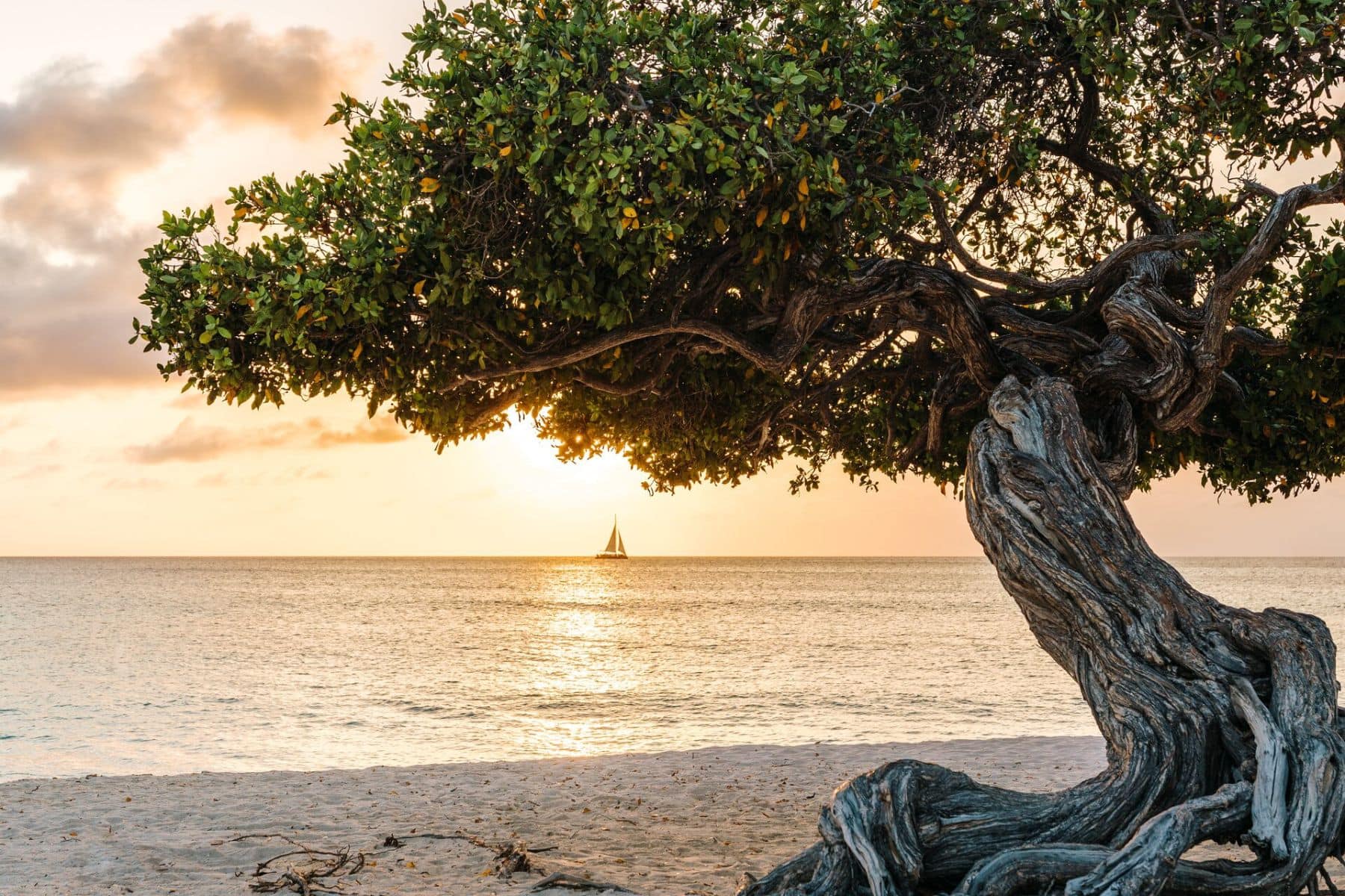 Aruba Visitors Guide