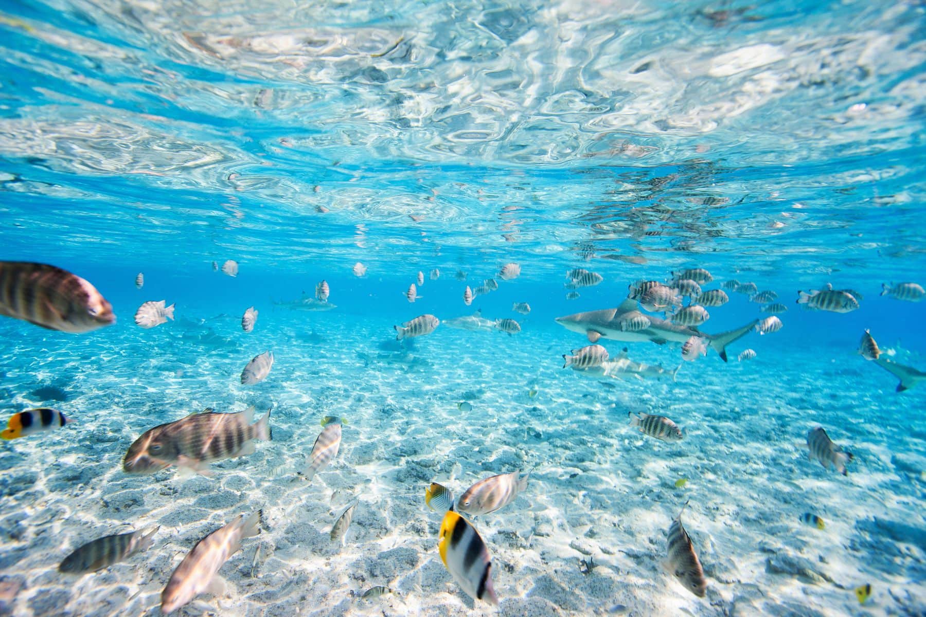 Bora Bora Snorkel