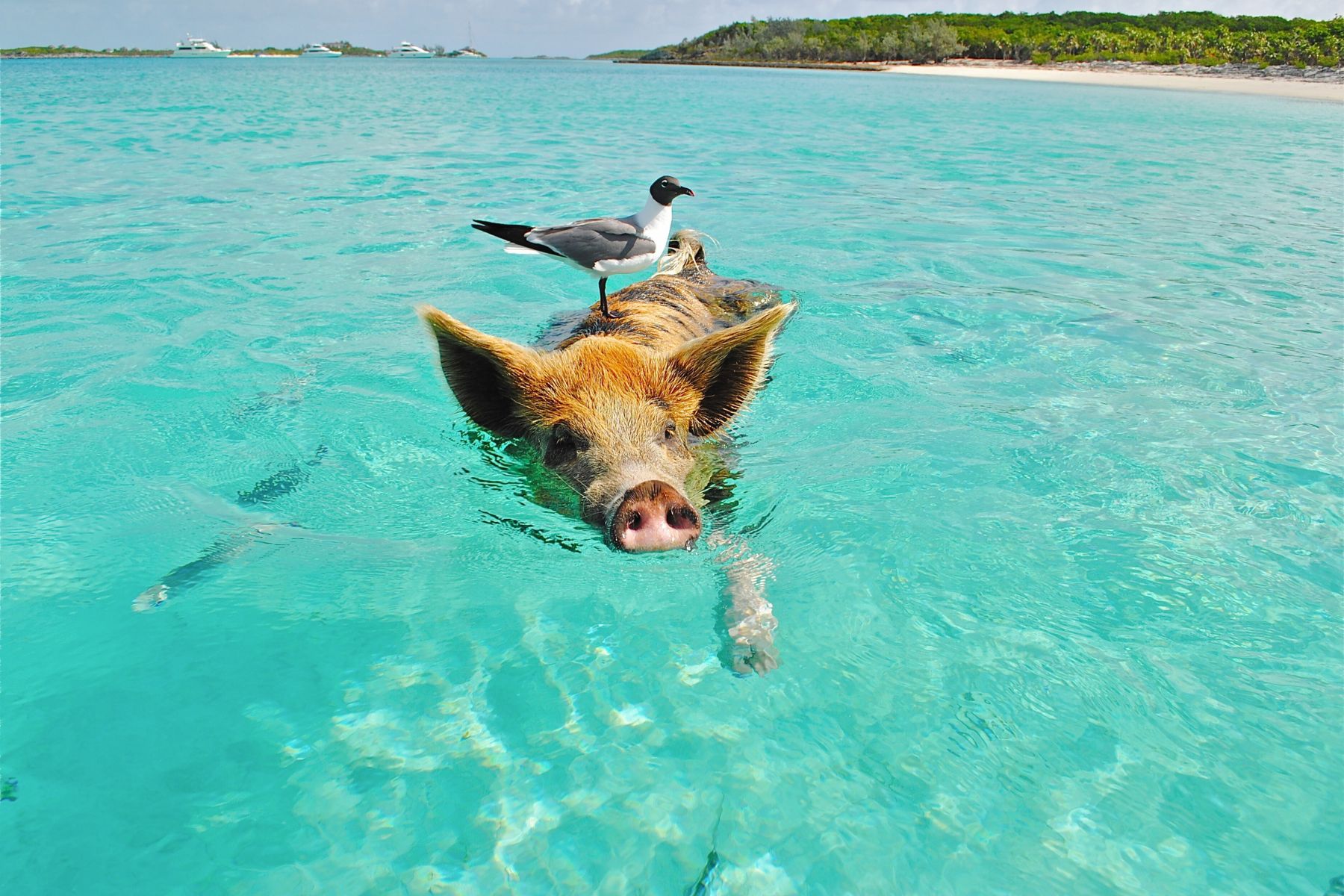 explore the bahamas