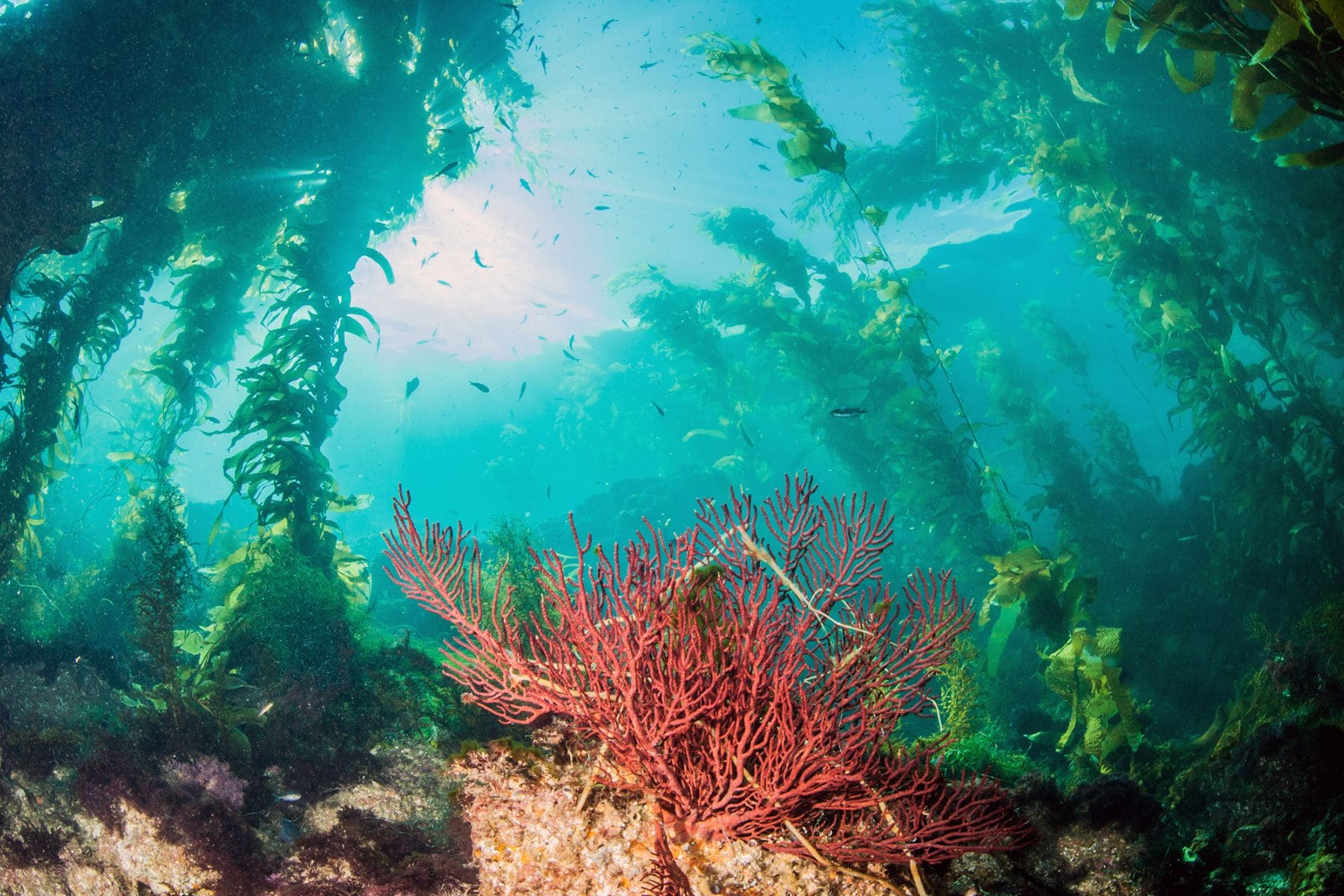 Catalina Islands Dive Trip