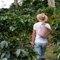 Coffee & Chocolate Plantation Tour