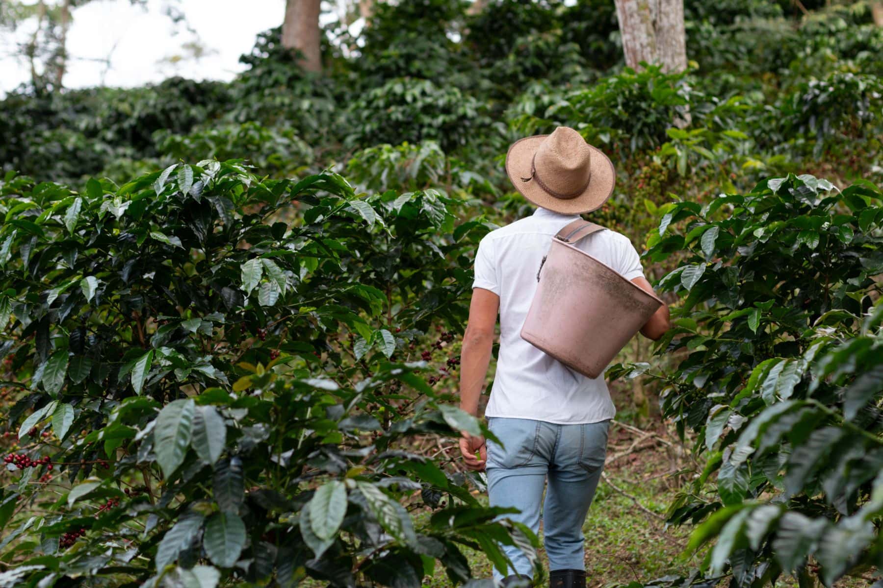 Coffee & Chocolate Plantation Tour