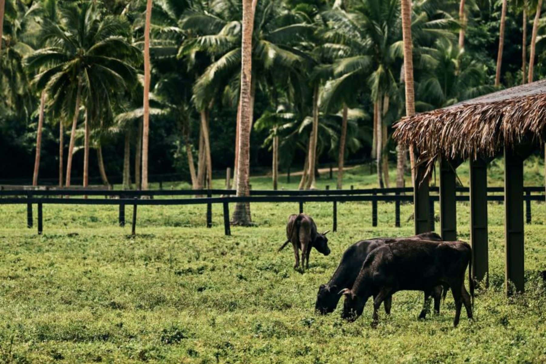 como-laucala-island-farm