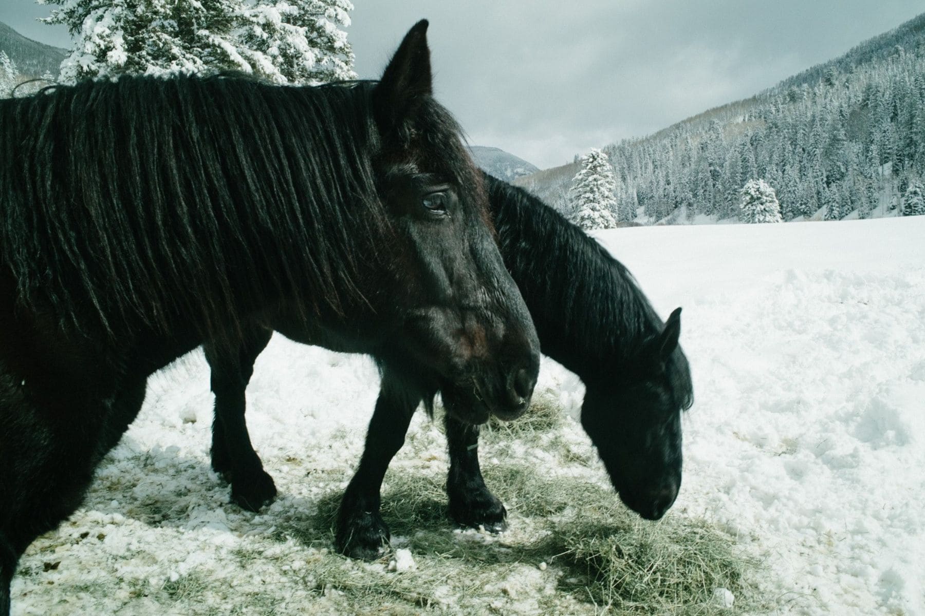 dunton-hot-springs-rico-colorado-horses