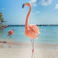 Aruba Excursions