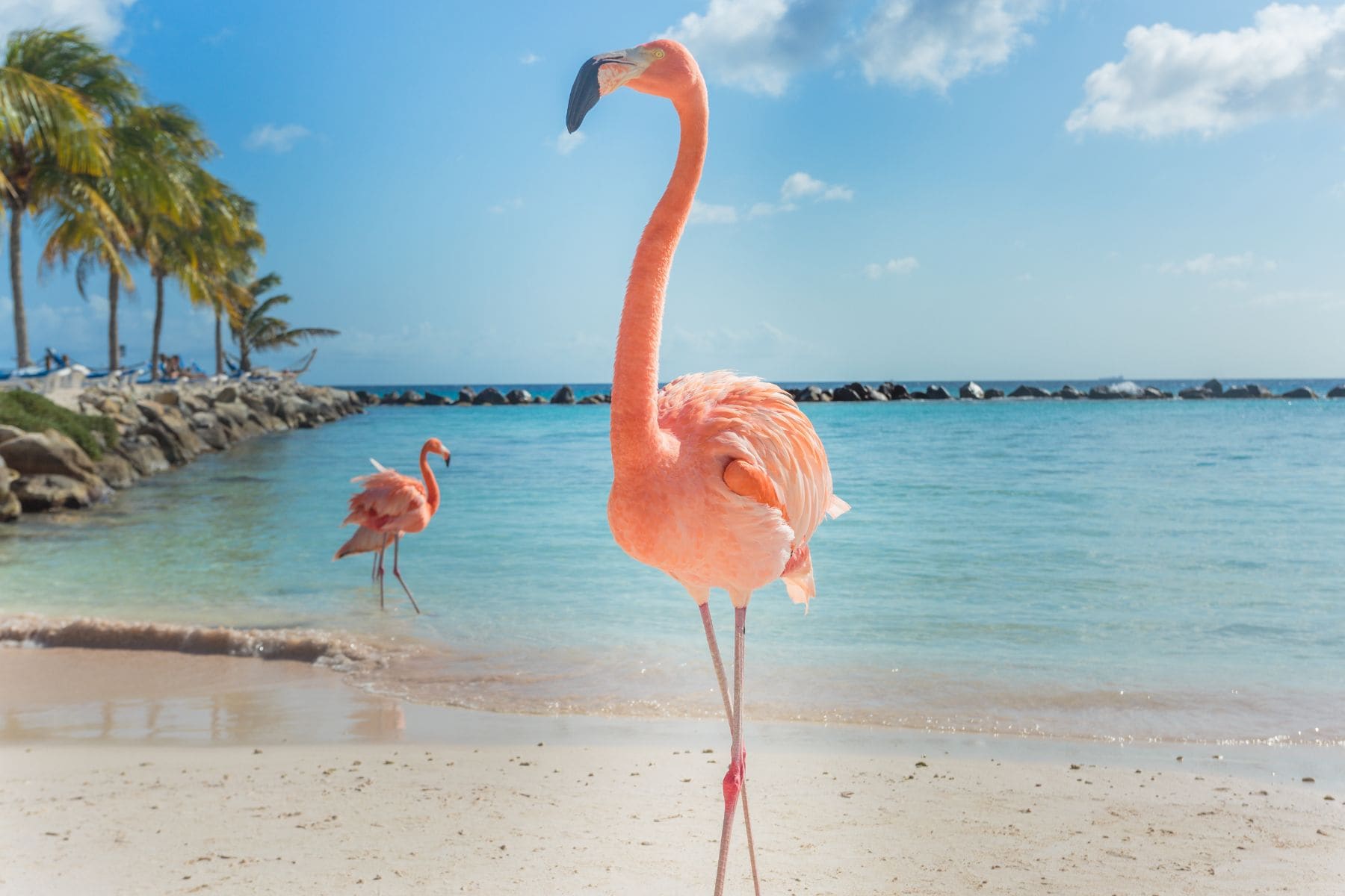 Aruba Excursions
