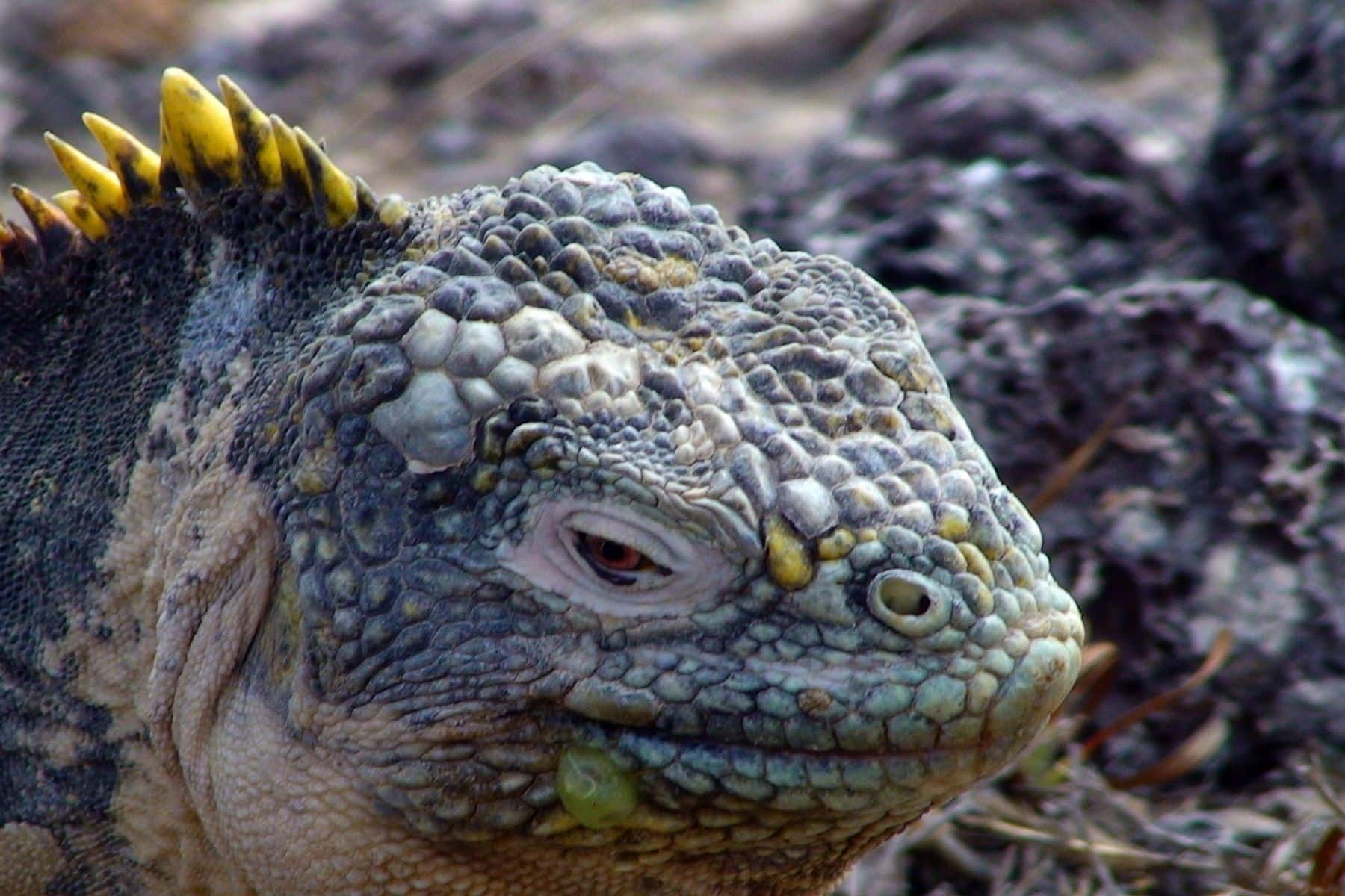 Galápagos Islands