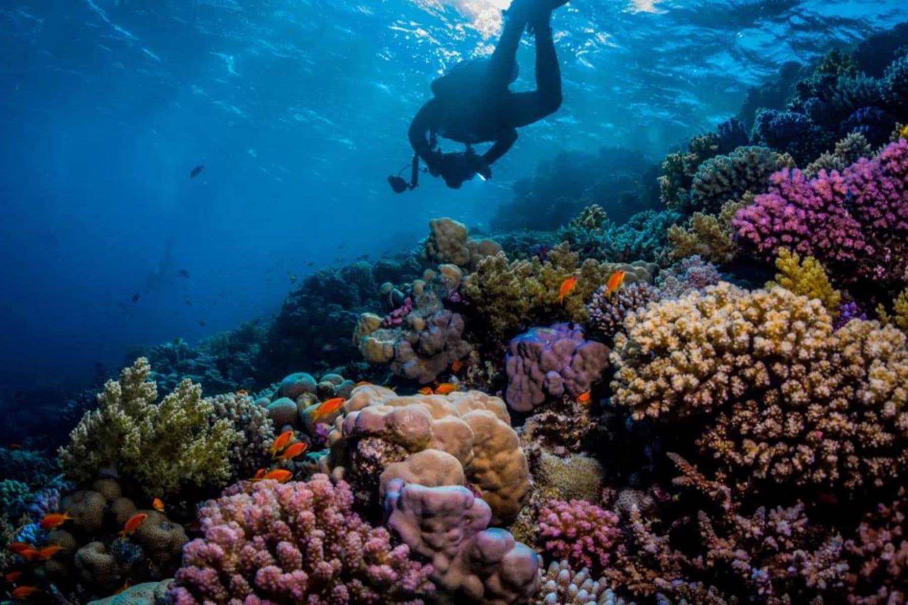 hilton-marsa-alam-nubian-resort-diving