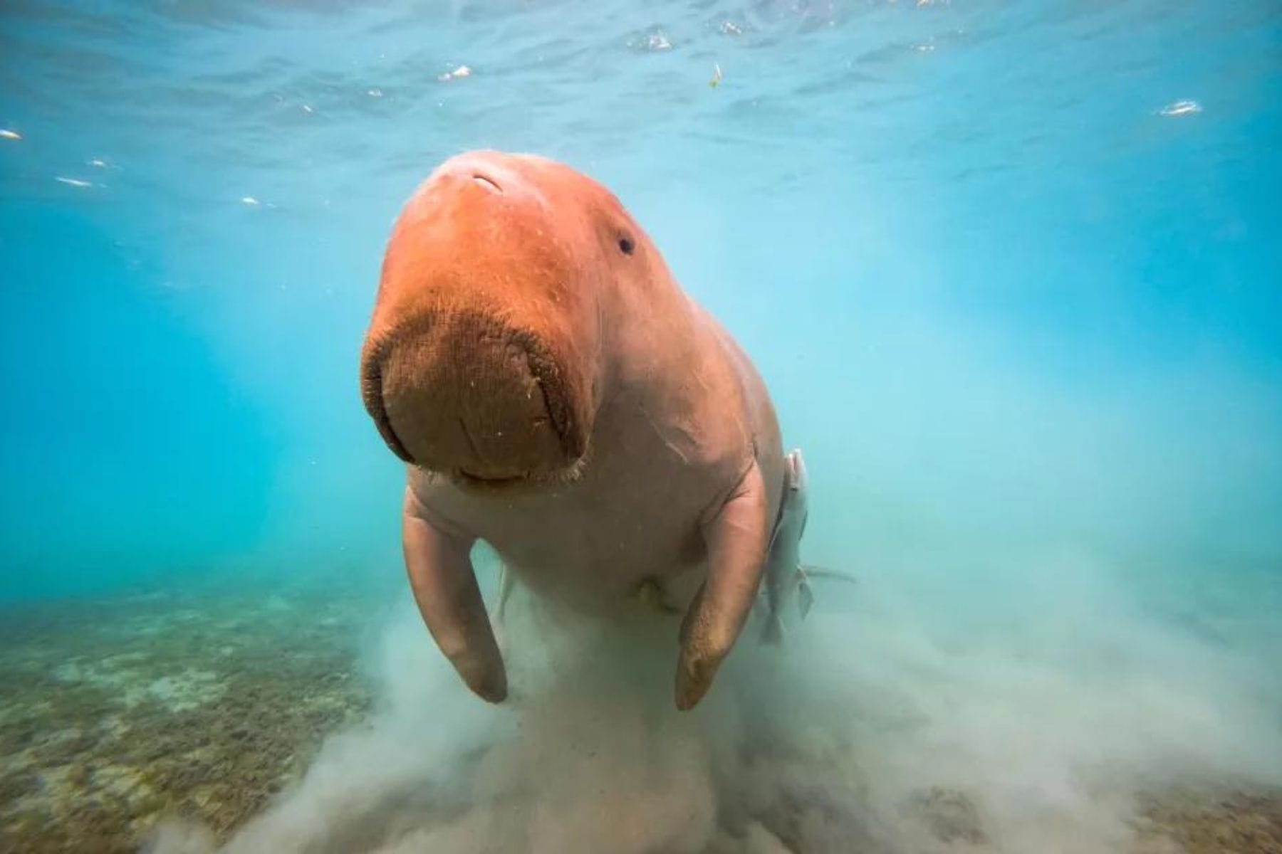hilton-marsa-alam-nubian-resort-dugong