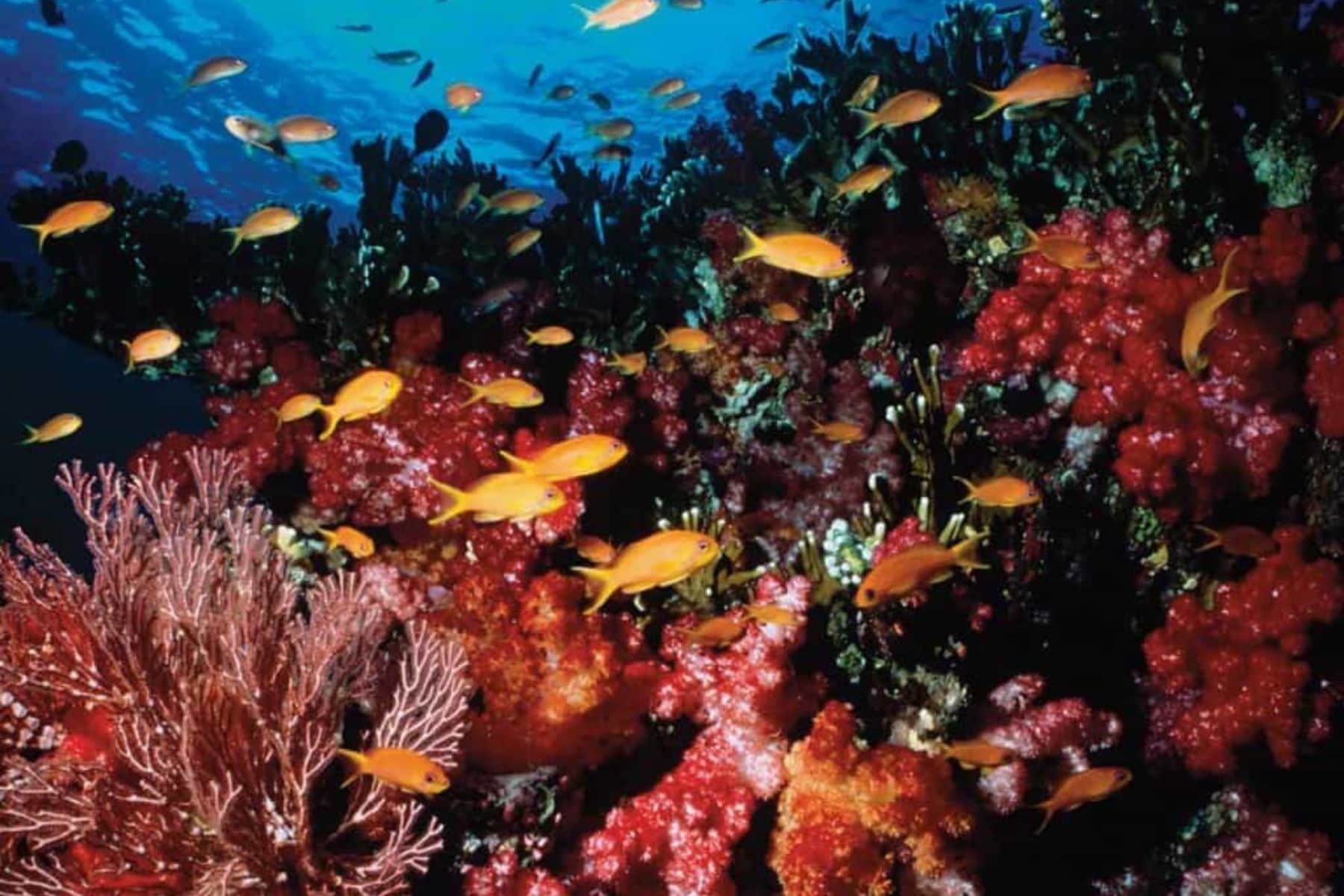 jean-michel-cousteau-resort-corals