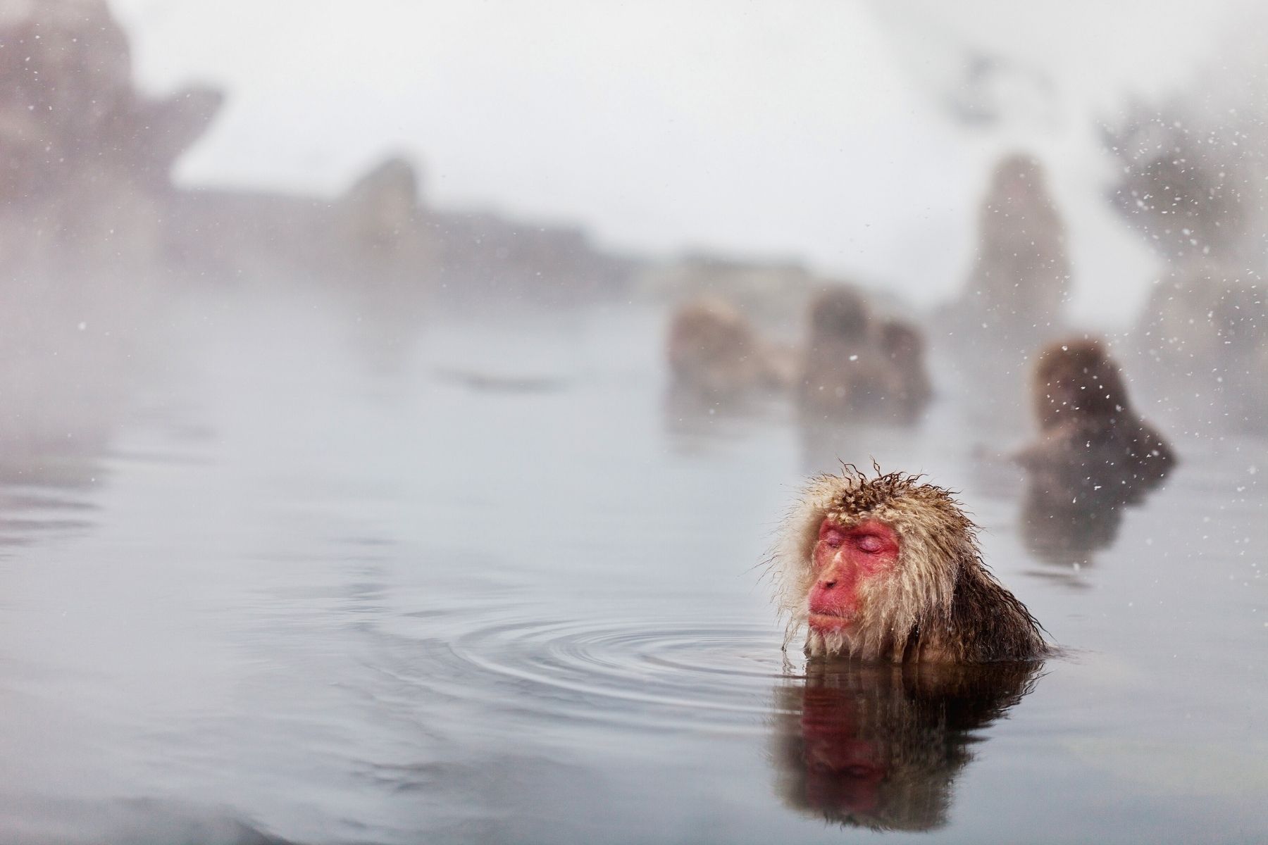 Jigokudani Monkey Park