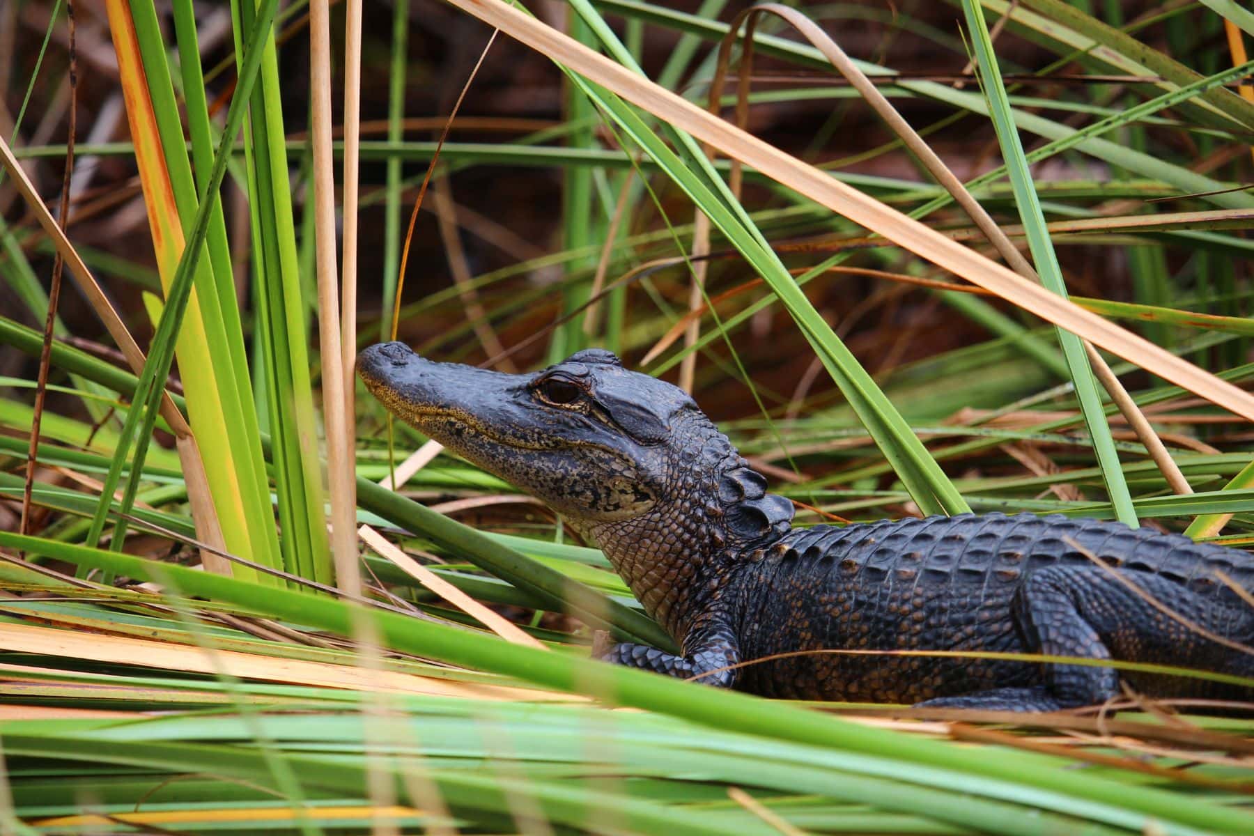 Kings Landing Alligator