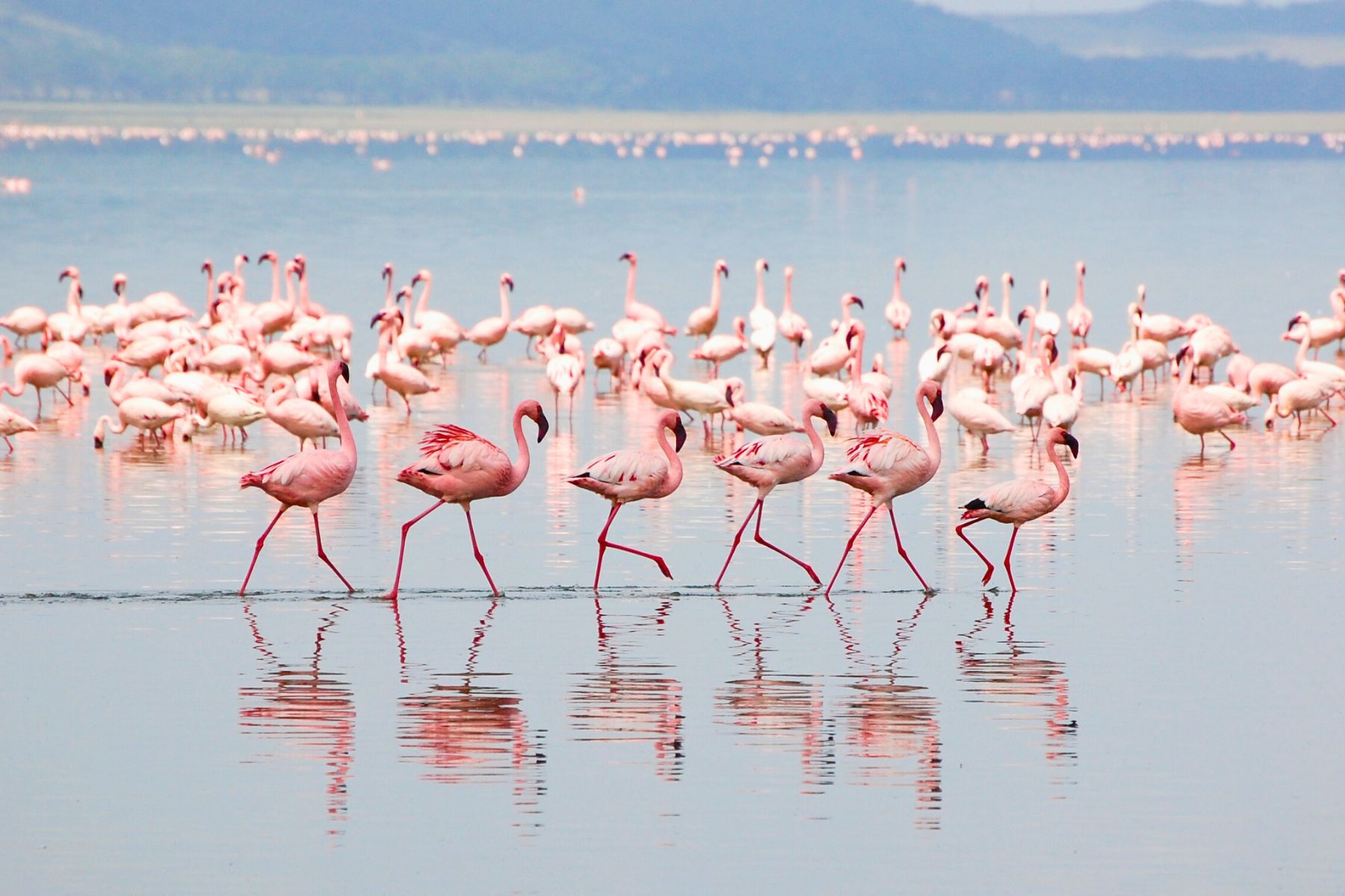 Lake Nakuru