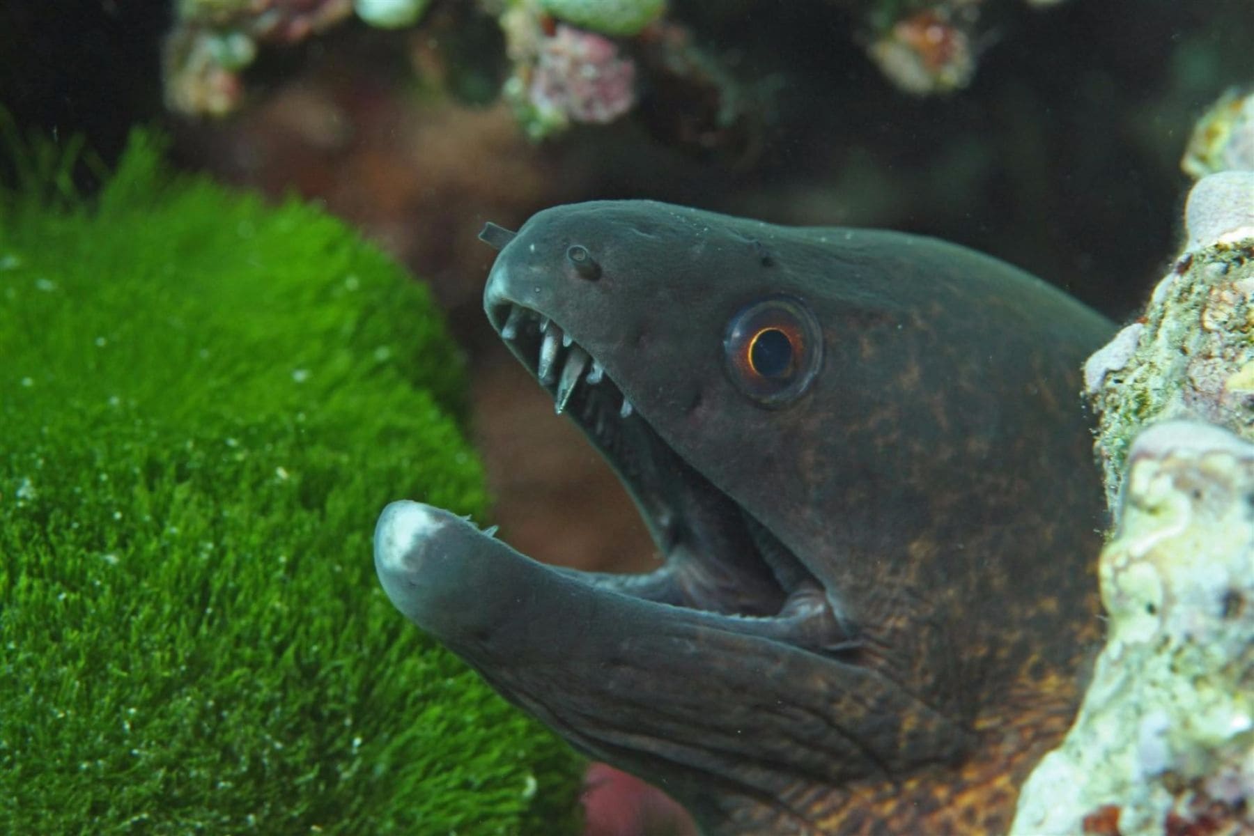 likuliku-lagoon-resort-fish-close