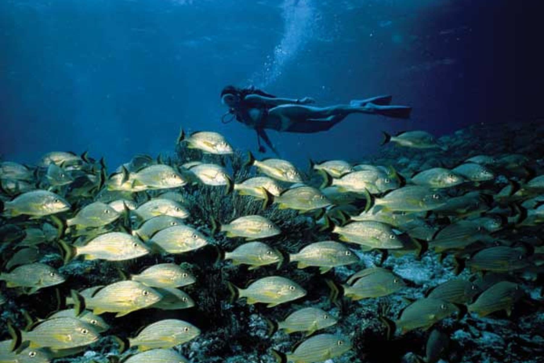 little-palm-island-resort-and-spa-little-torch-key-florida-diving