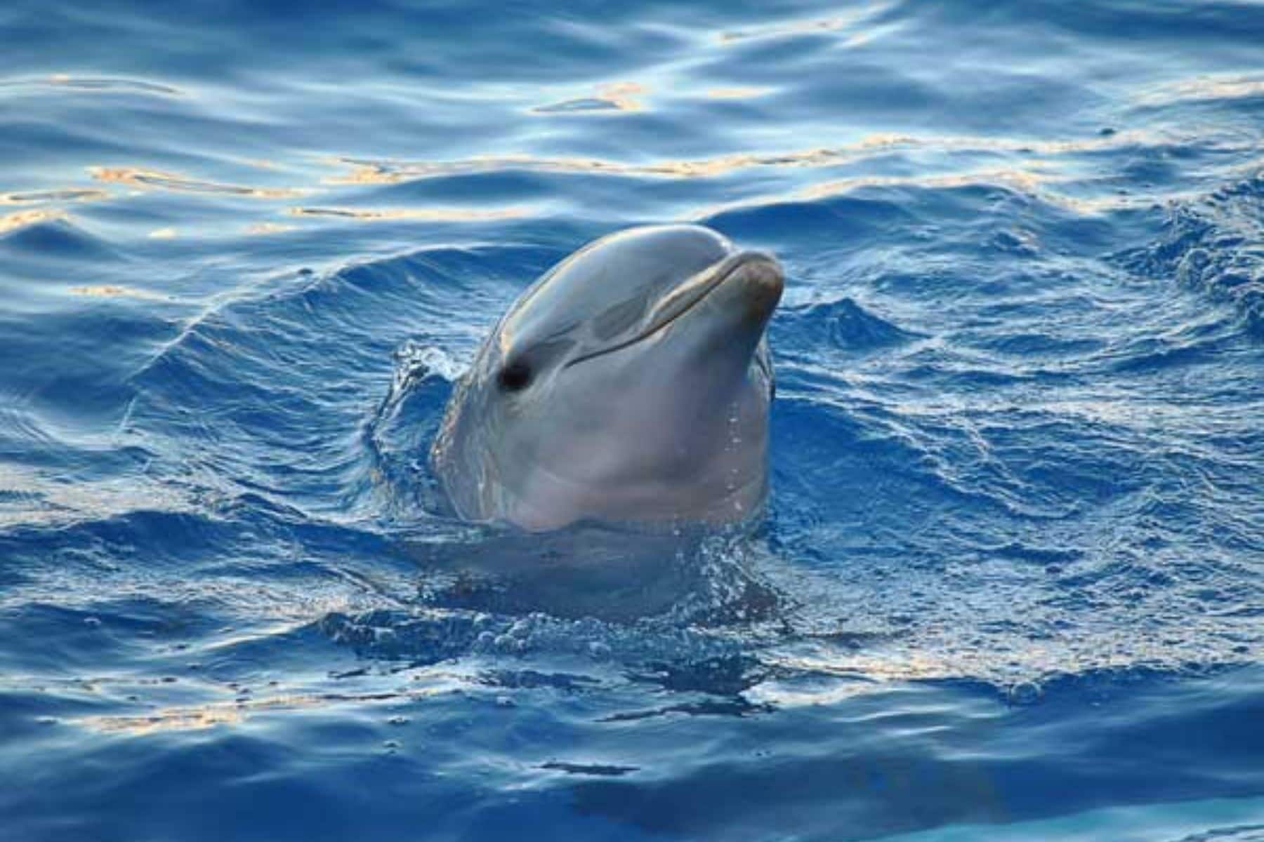 little-palm-island-resort-and-spa-little-torch-key-florida-dolphin