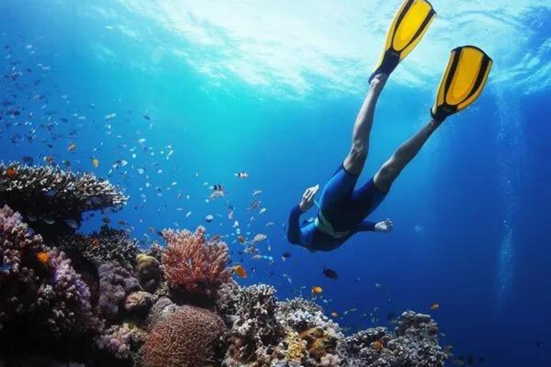 little-palm-island-resort-and-spa-little-torch-key-florida-snorkeling