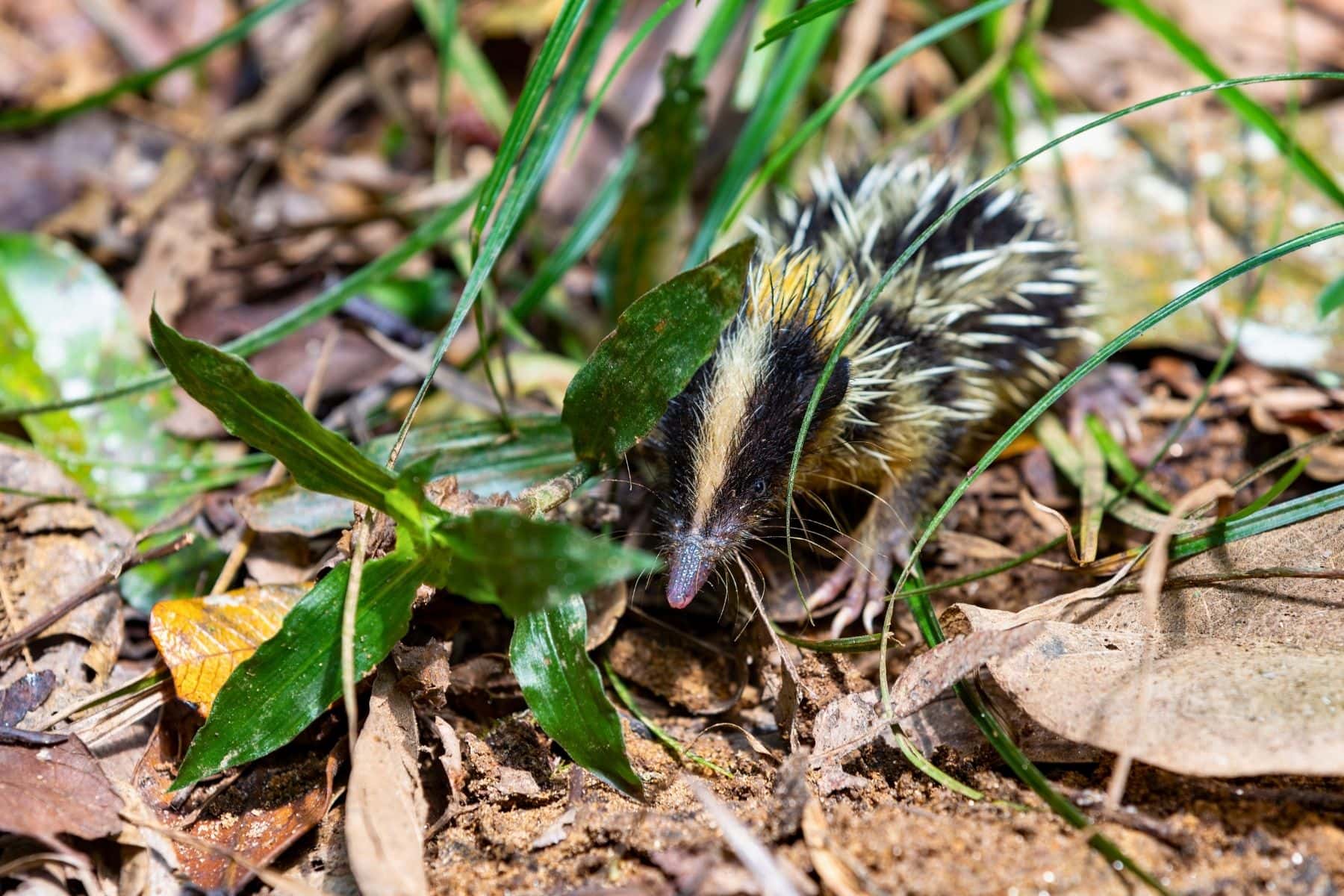 Madagascar Lowland Forests