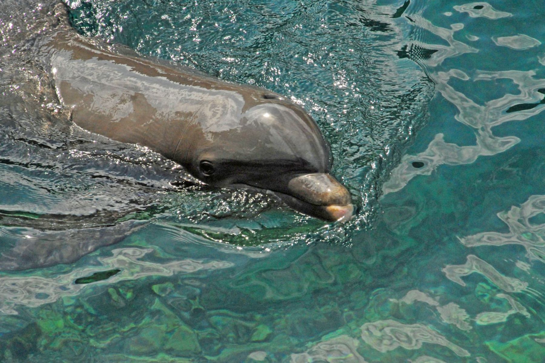 mahekal-beach-resort-dolphin