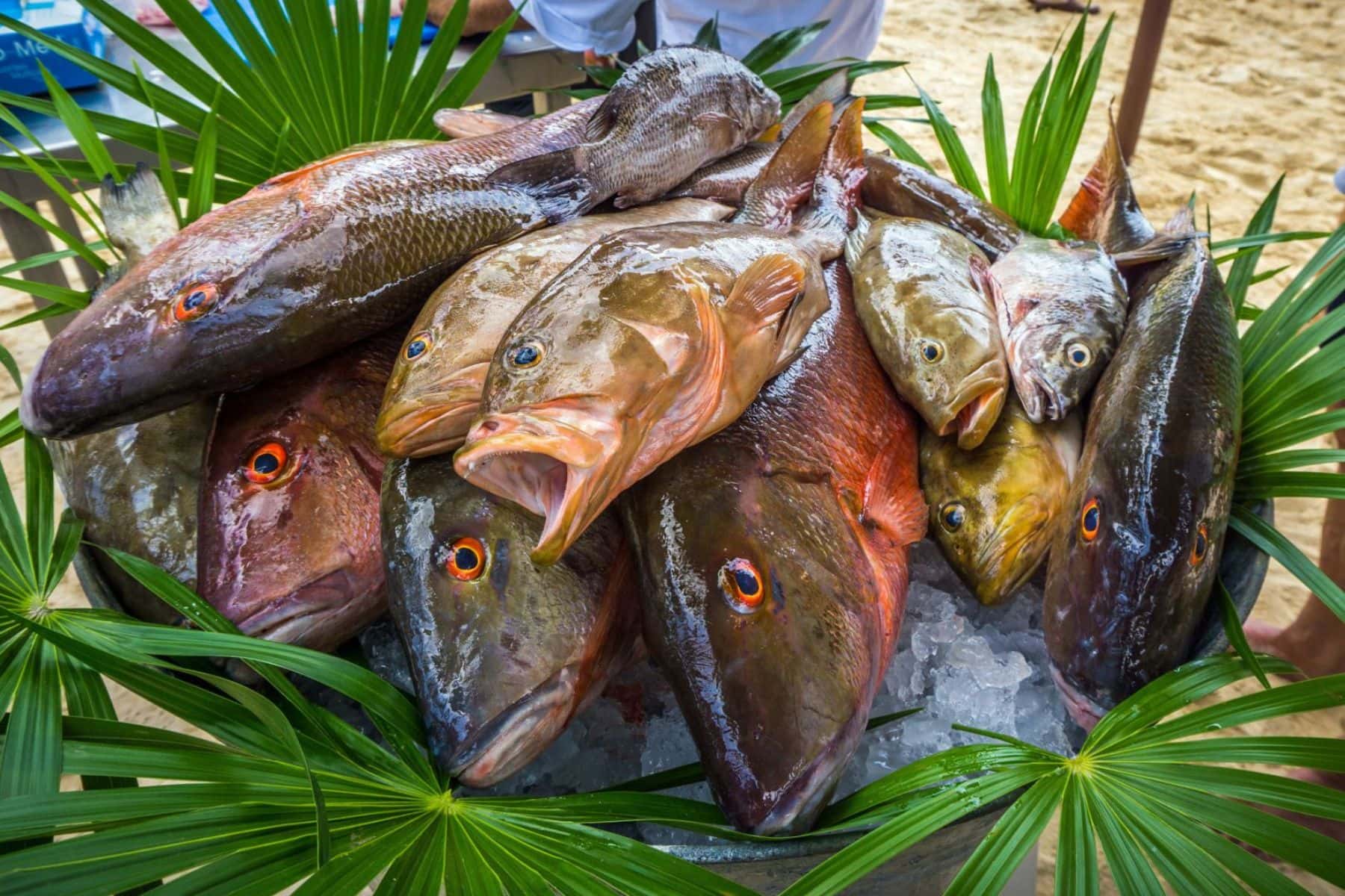 mahekal-beach-resort-fish