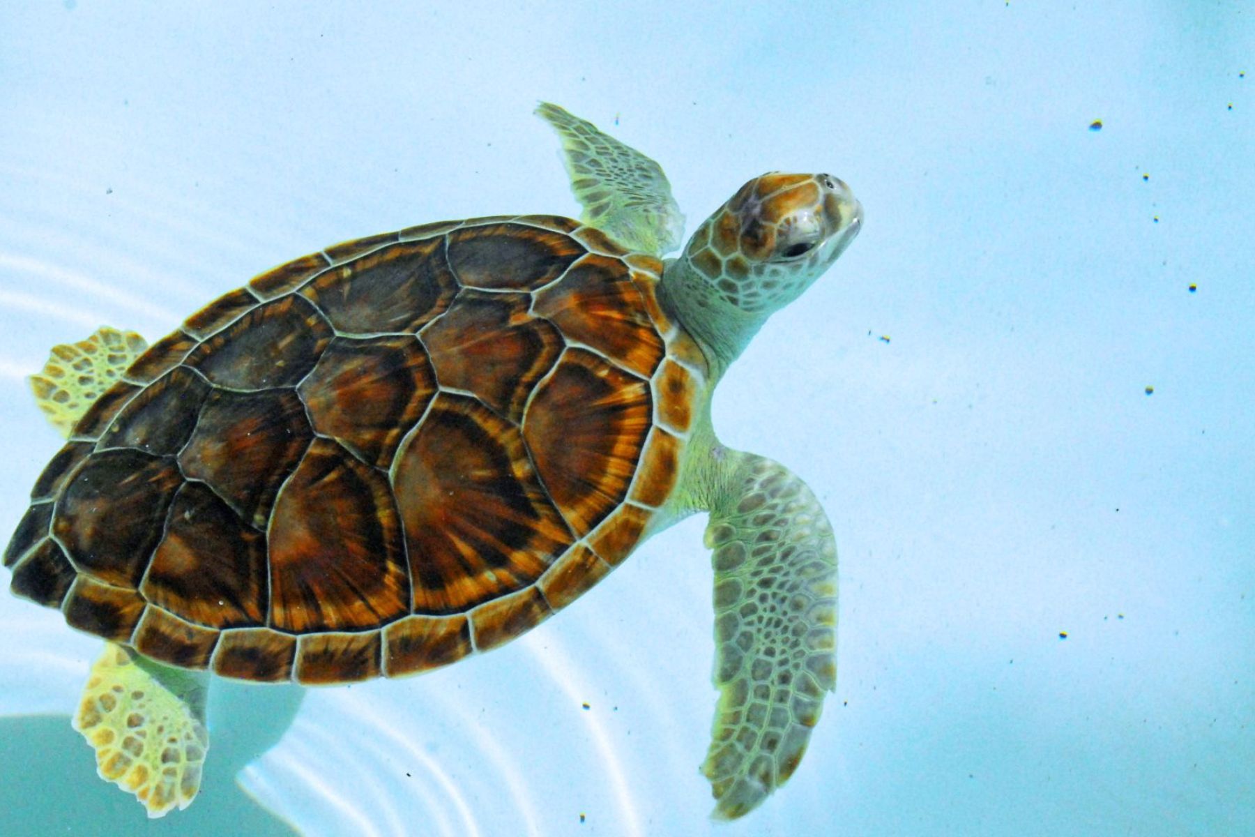 mahekal-beach-resort-turtle