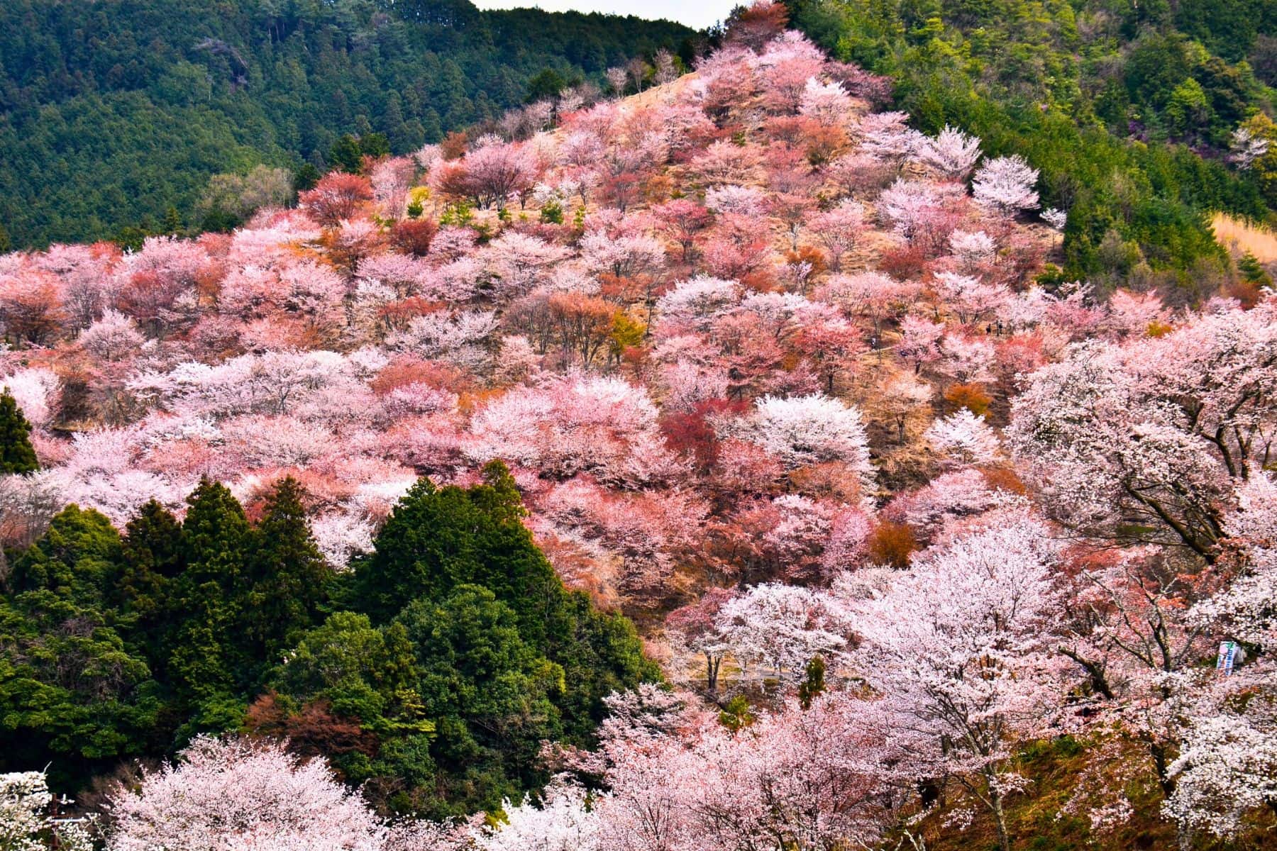 Mount Yoshino
