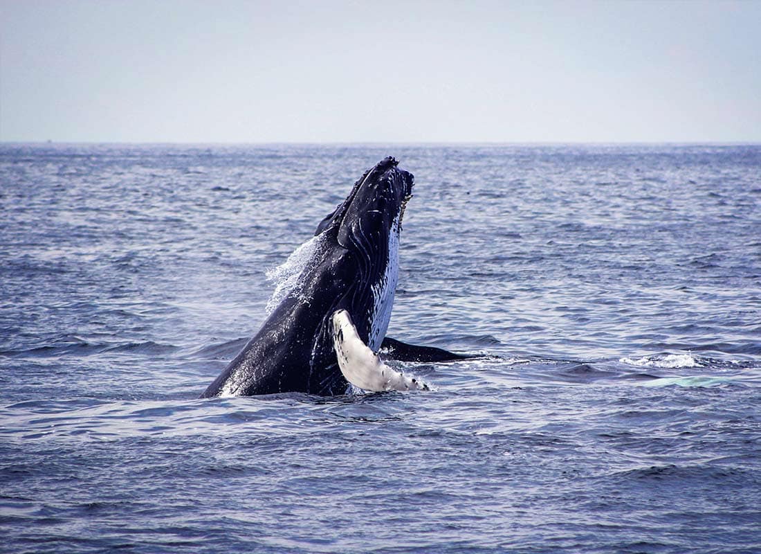 nobu-hotel-los-cabos-whale