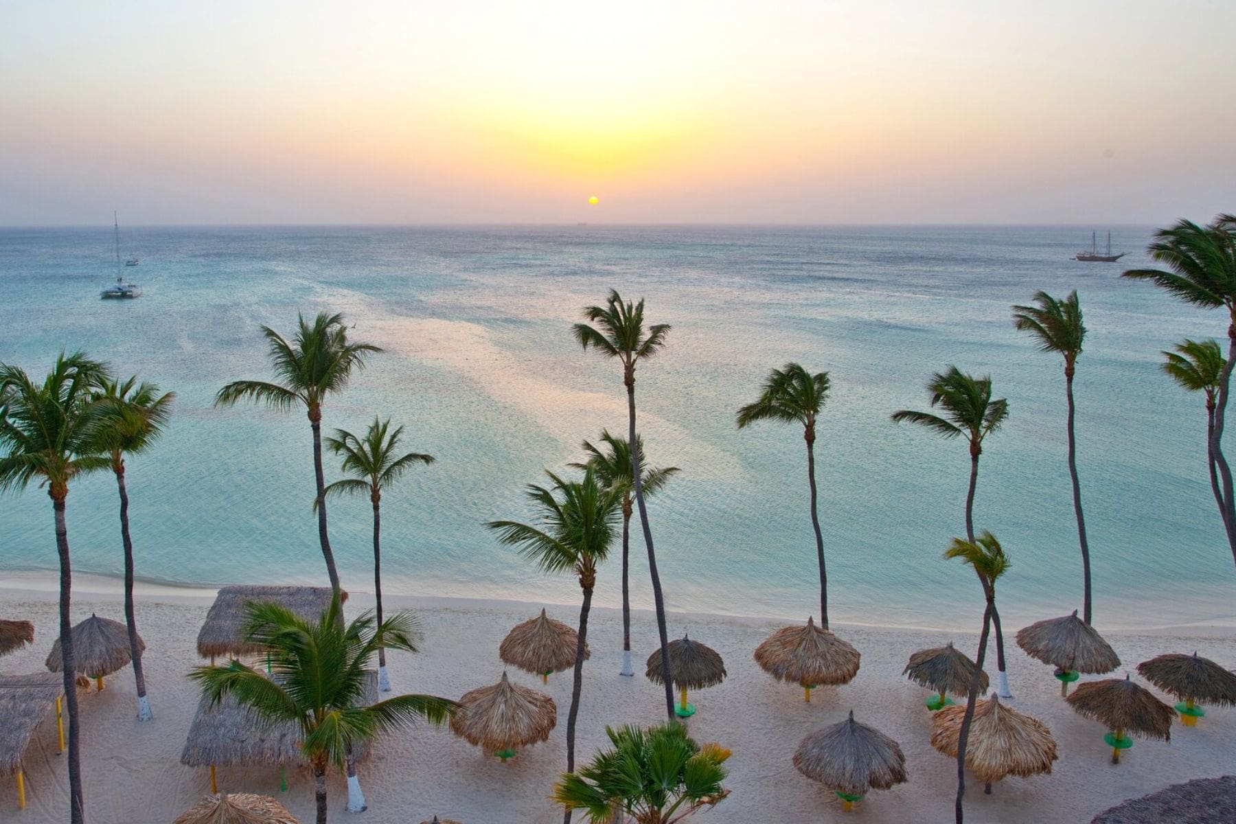 palm-beach-trees
