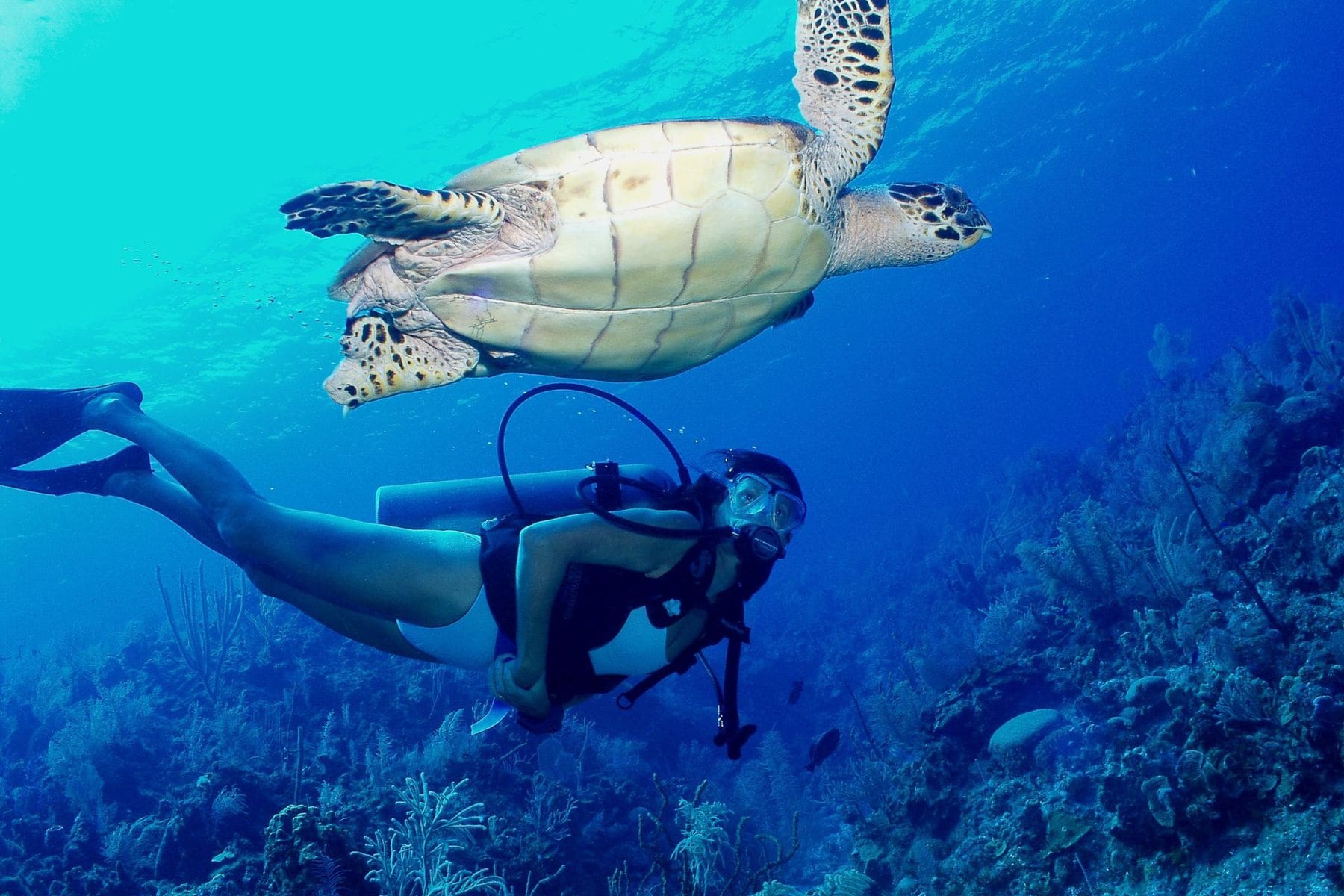 Pine Cay Snorkel