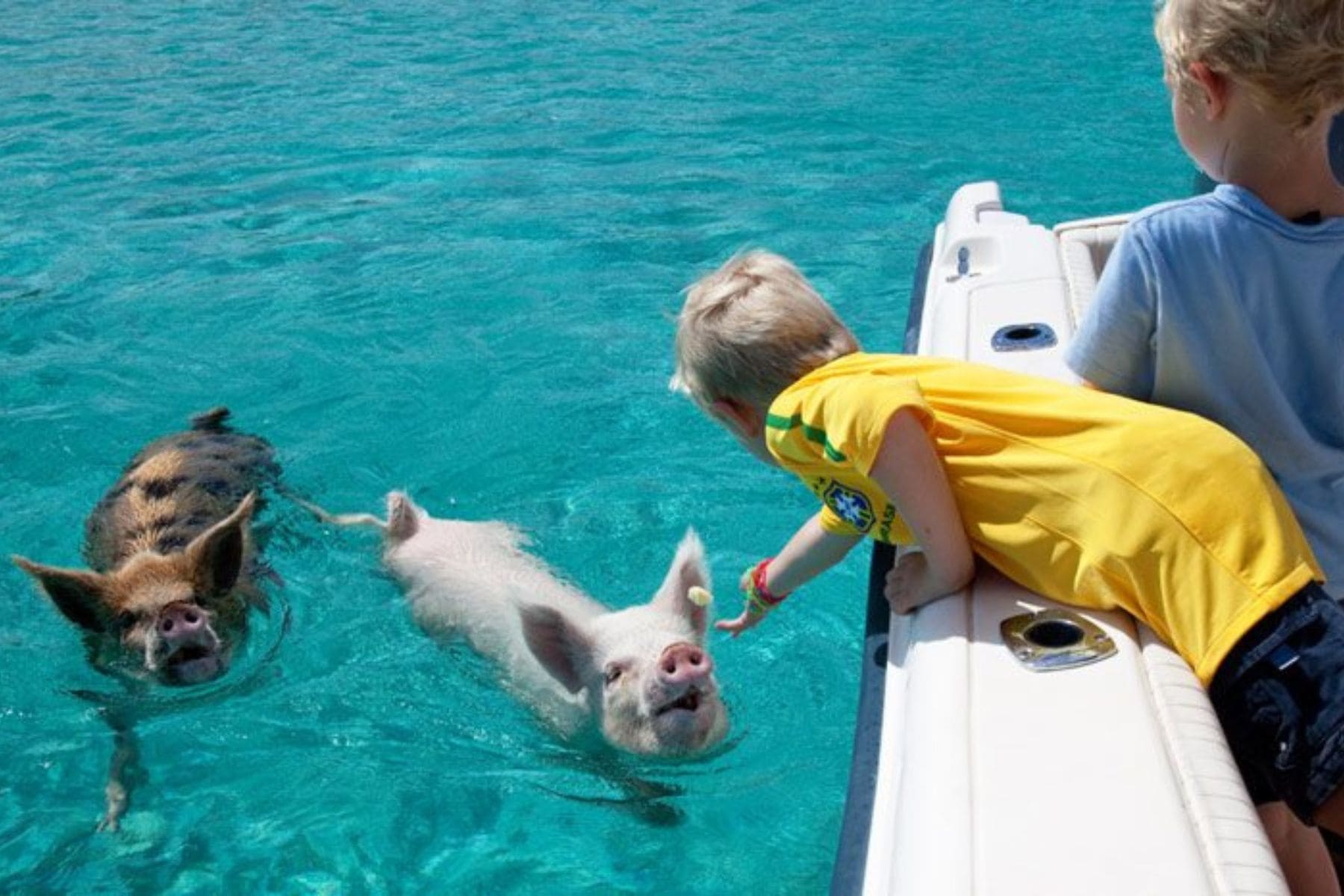 Playing With Animals