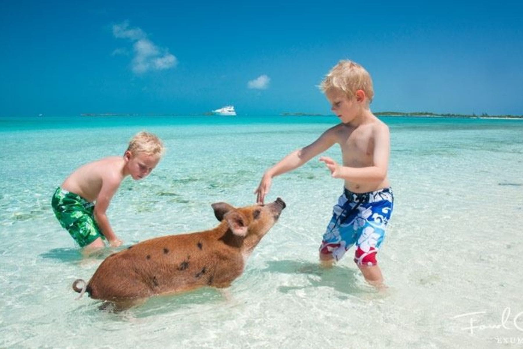 Playing With Pig