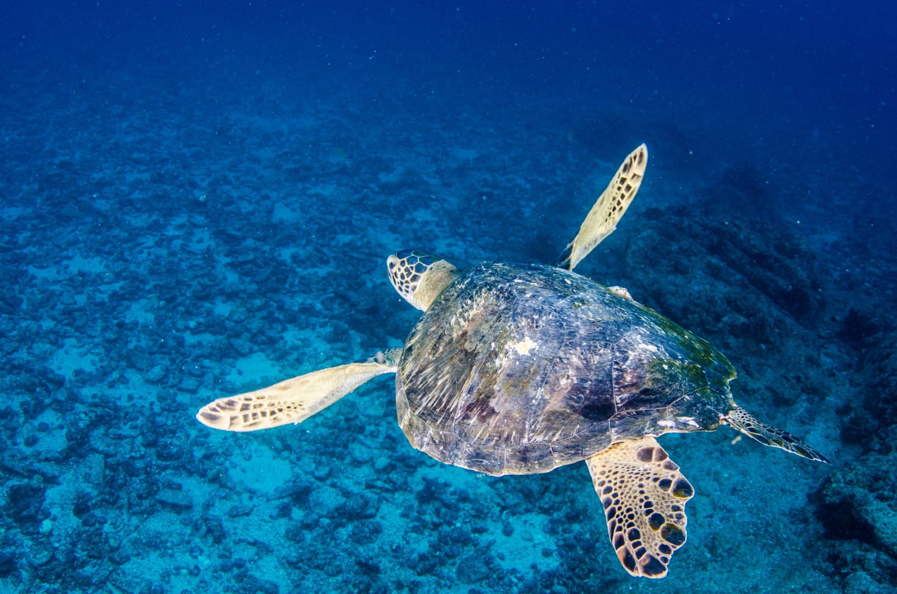riviera-maya-swim-with-turtles