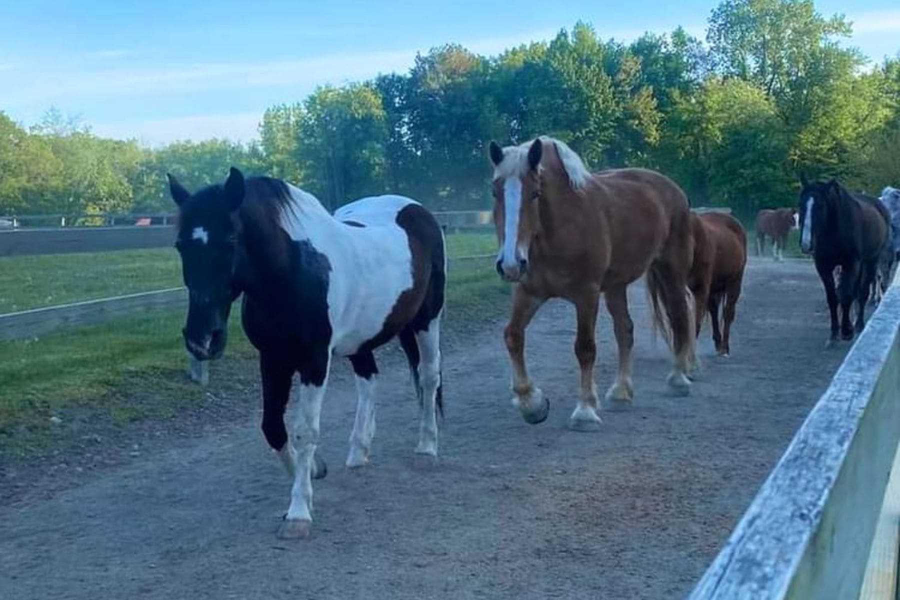 Rocking Horse Ranch Highland Ny Horses