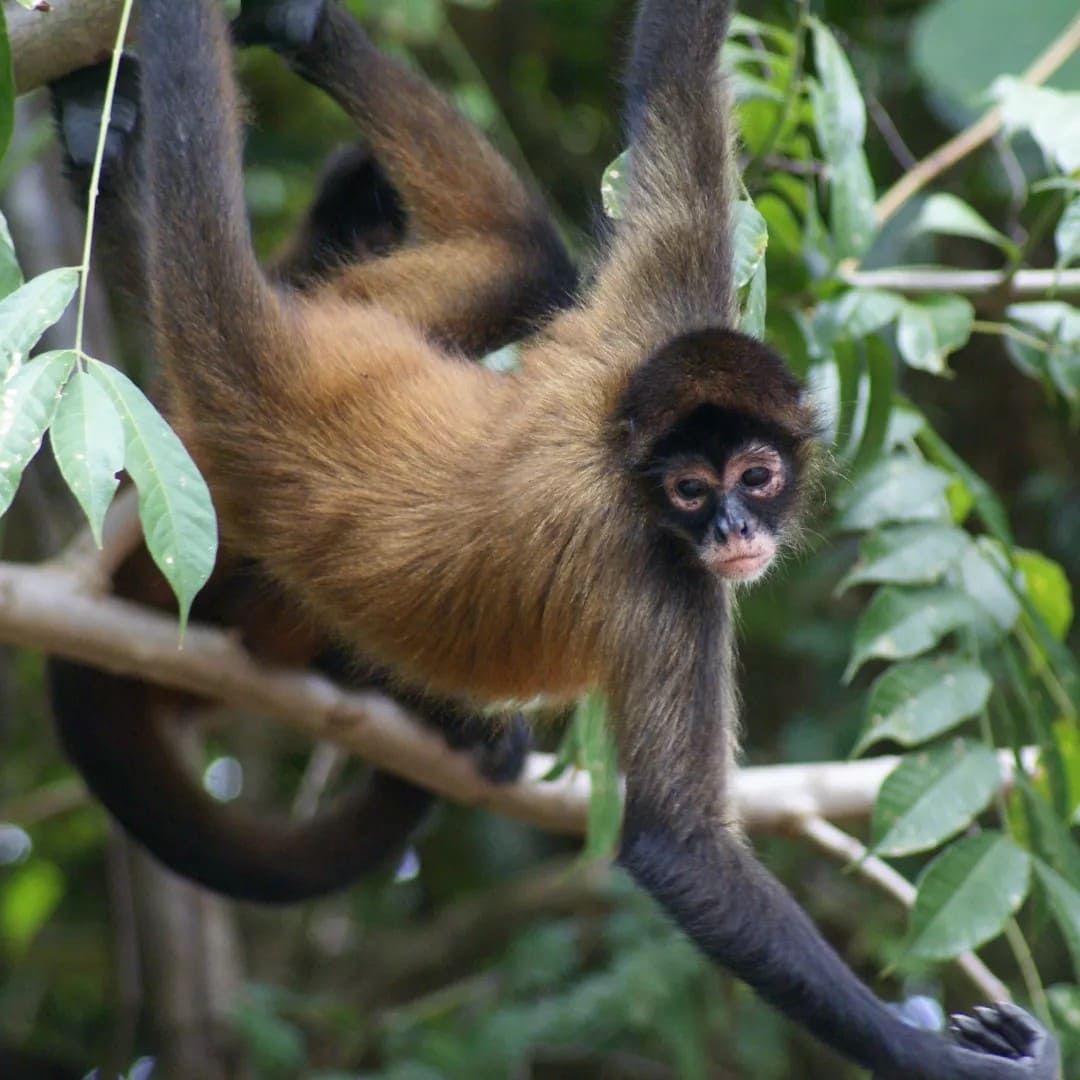 Rosewod Mayakoba Monkey Jungle
