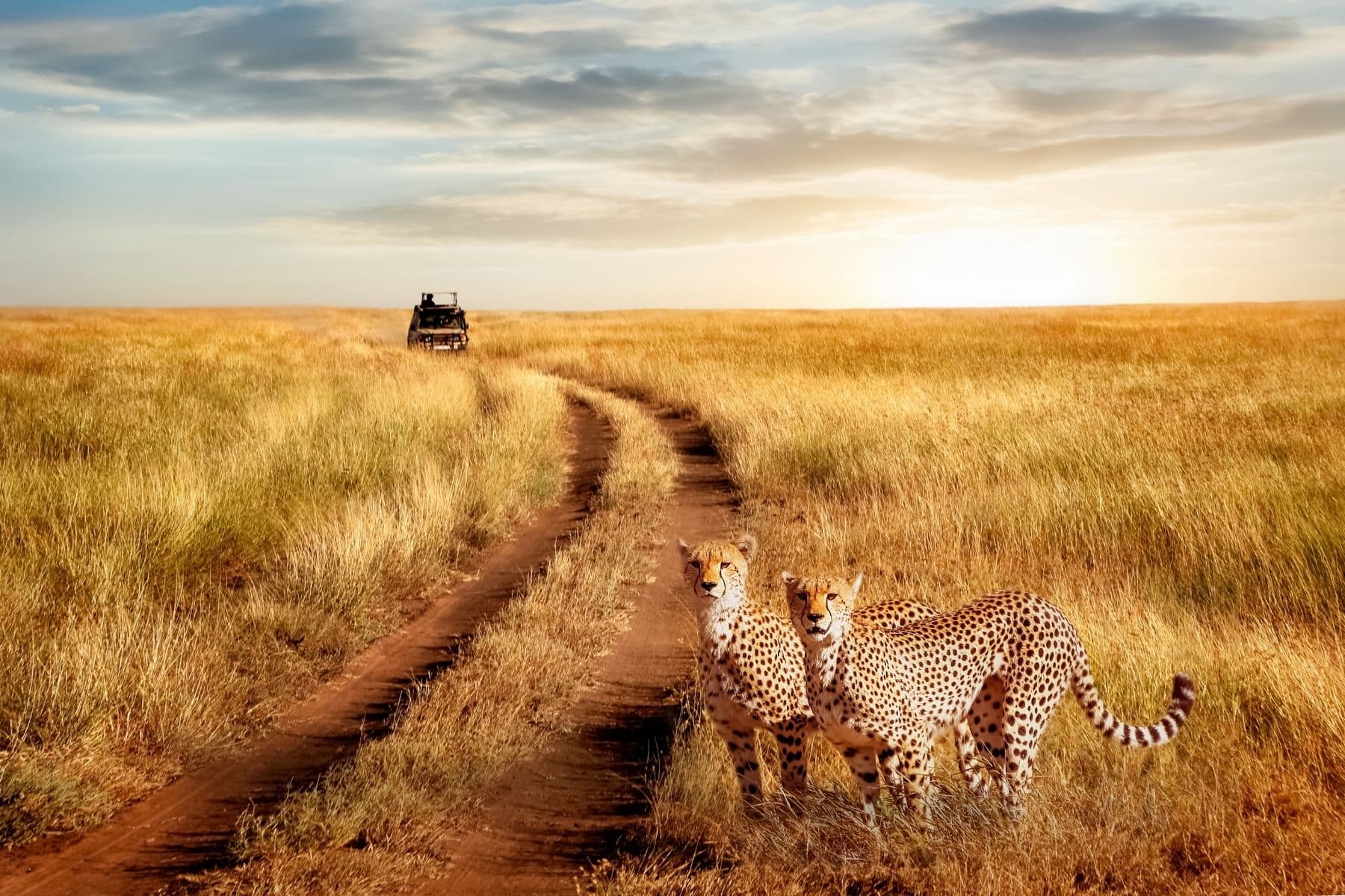 Serengeti National Park And Maasai Mara