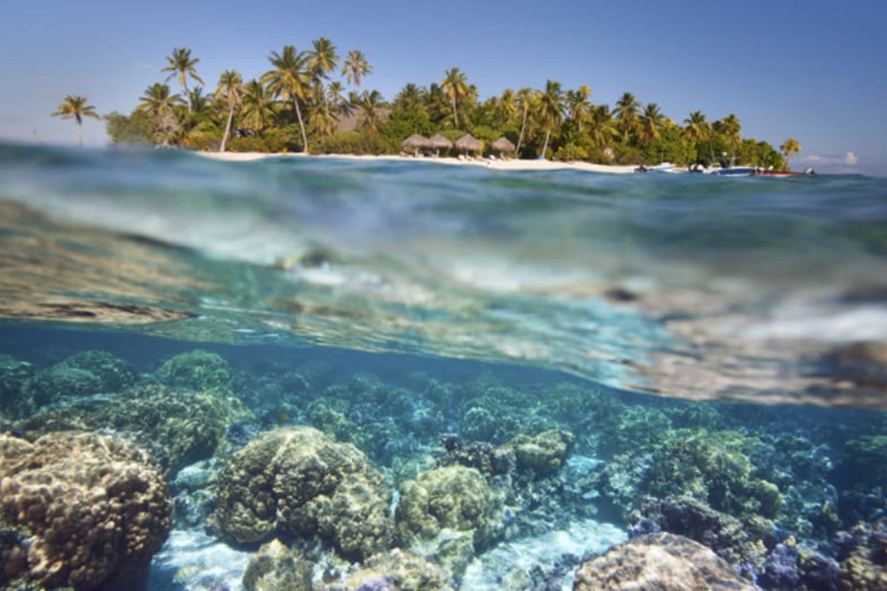 Shared Pure Snorkelling