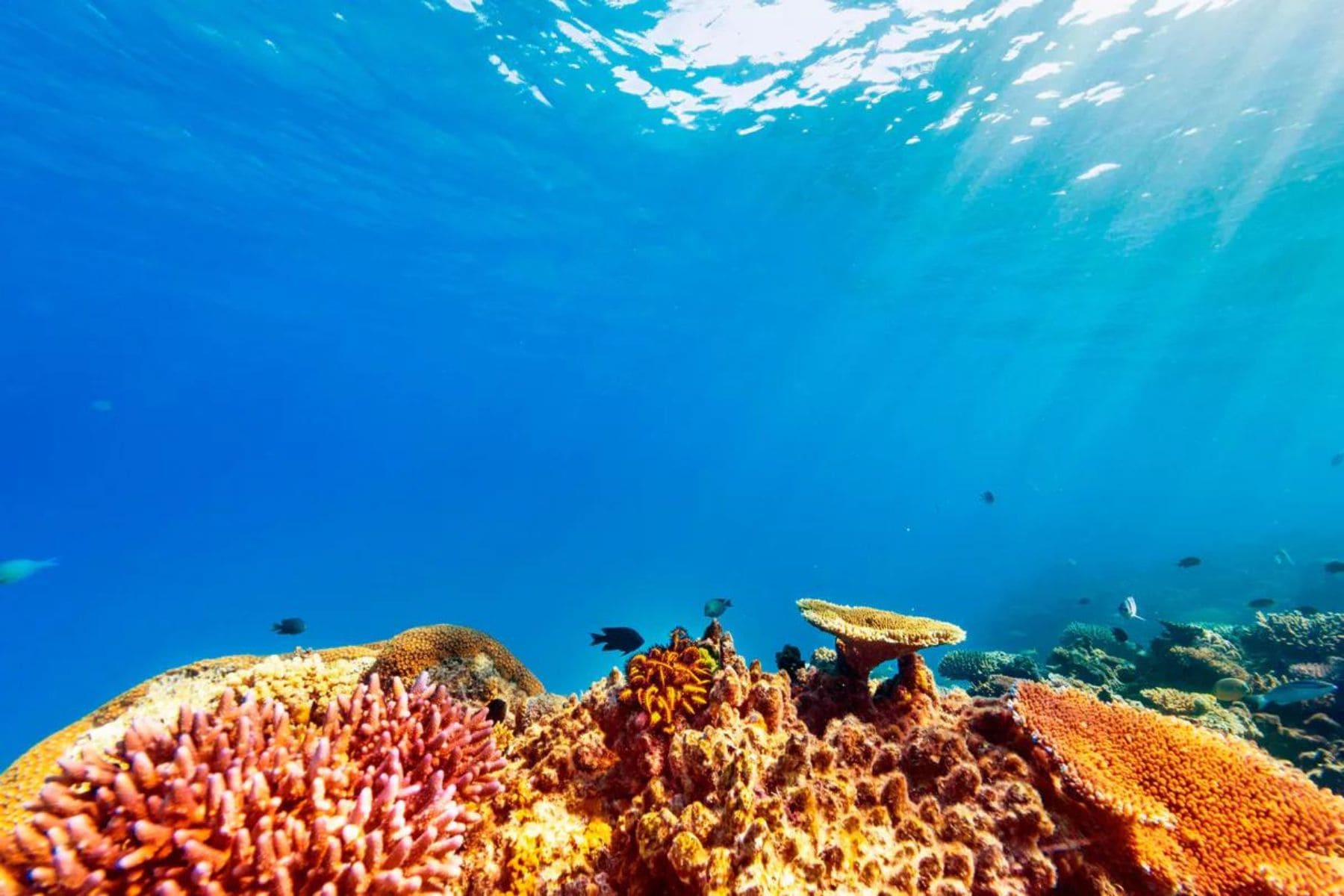 sheraton-resort-and-spa-tokoriki-island-coral