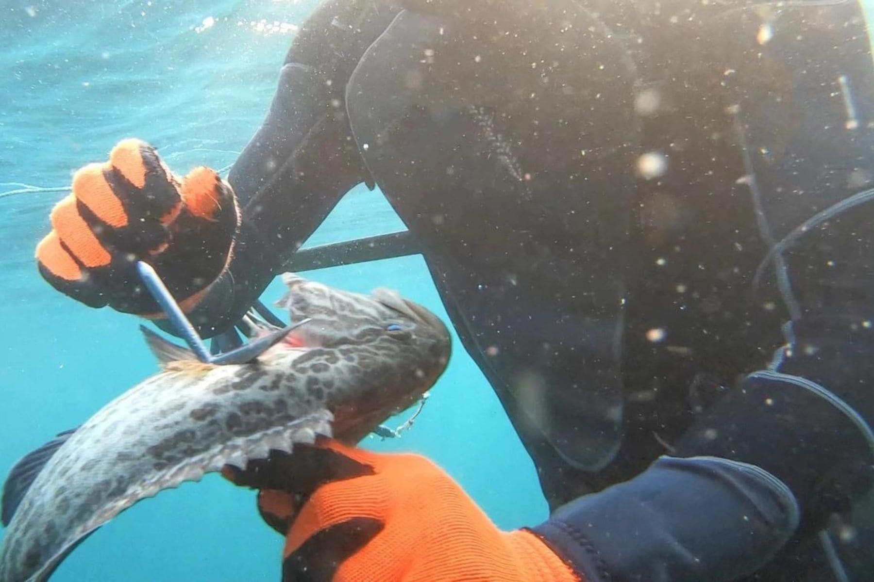 Spear Fishing